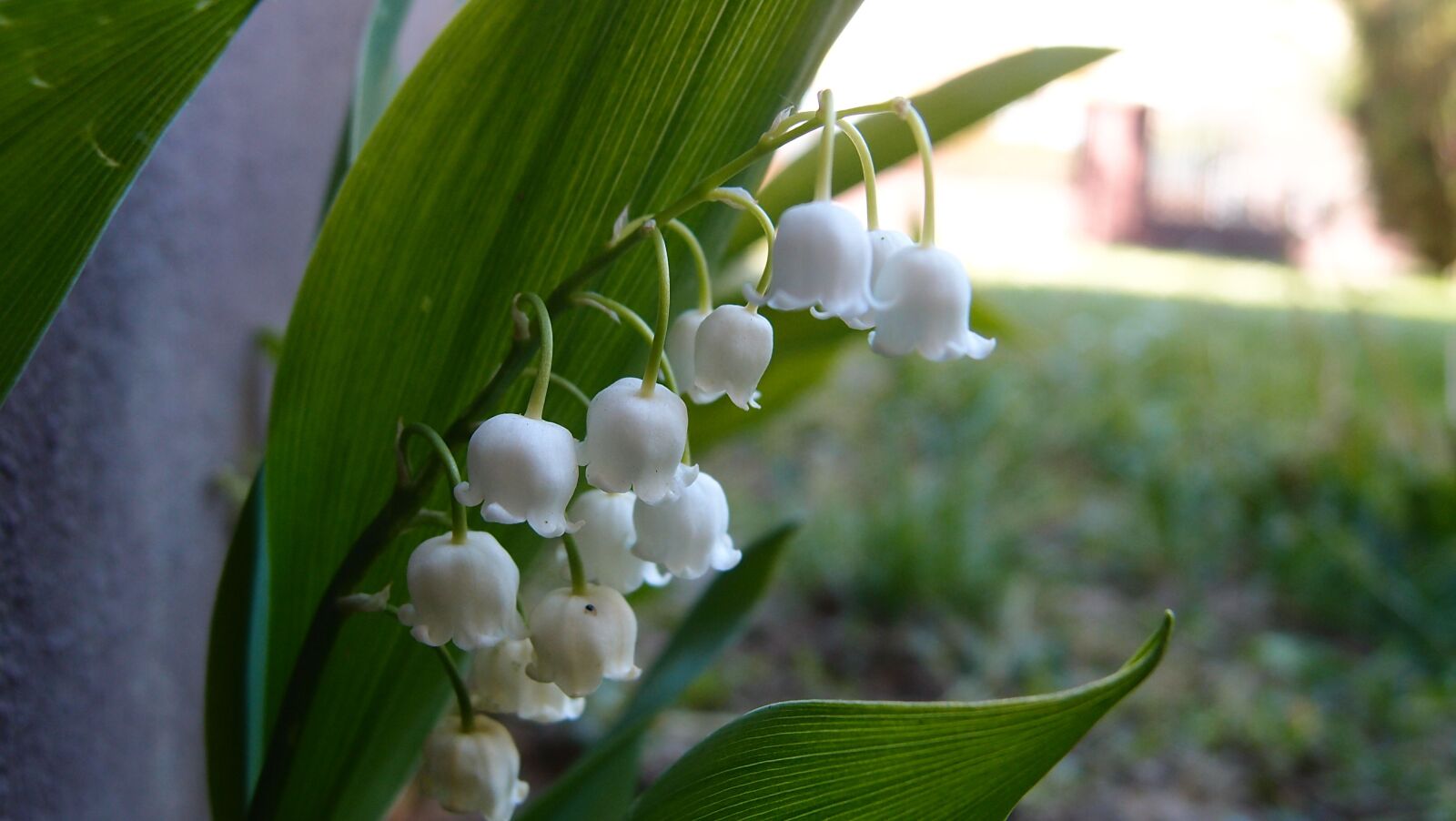 Olympus XZ-1 sample photo. Lily of the valley photography