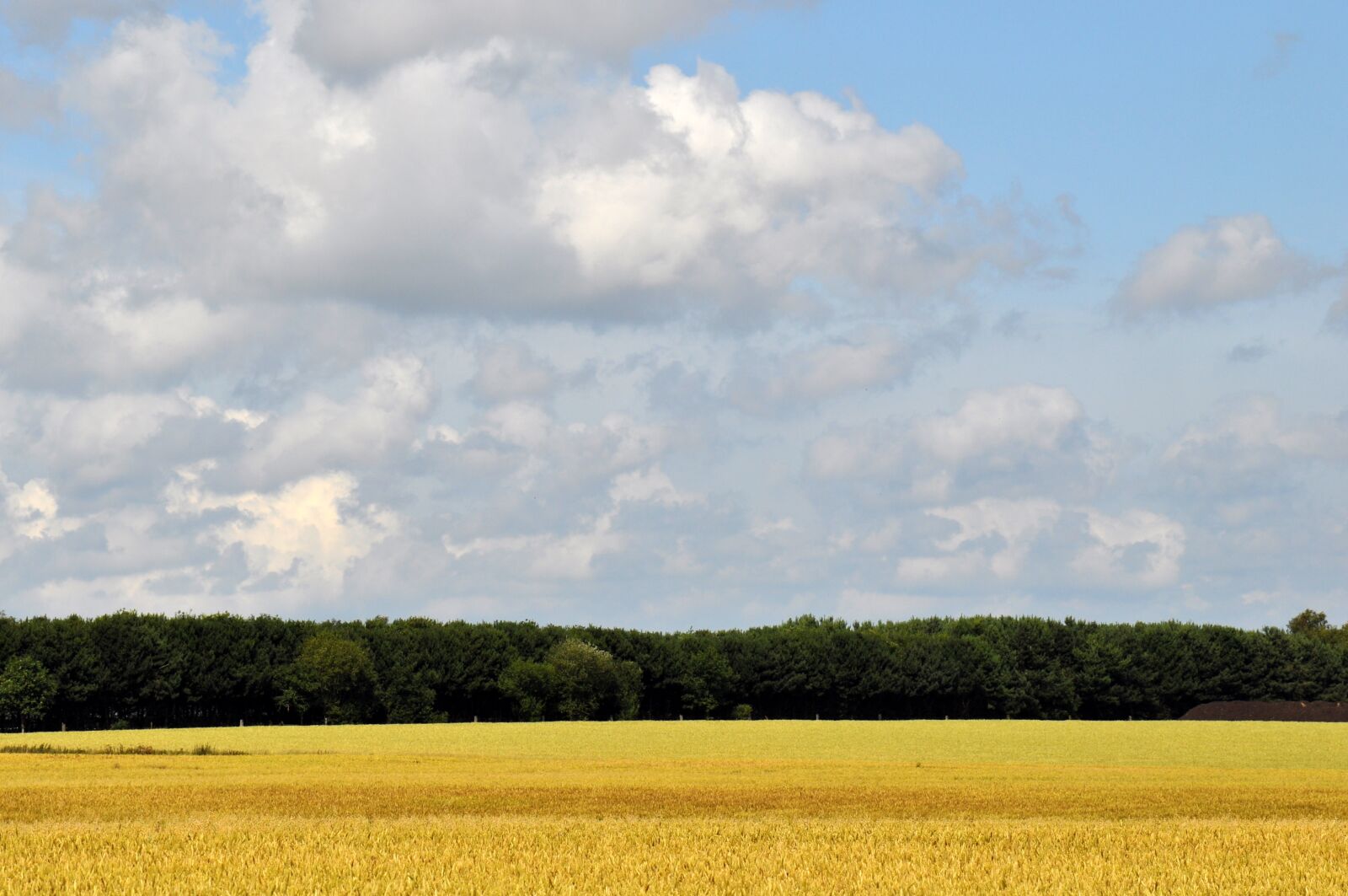 Nikon D5000 sample photo. Wheat, field, agriculture photography