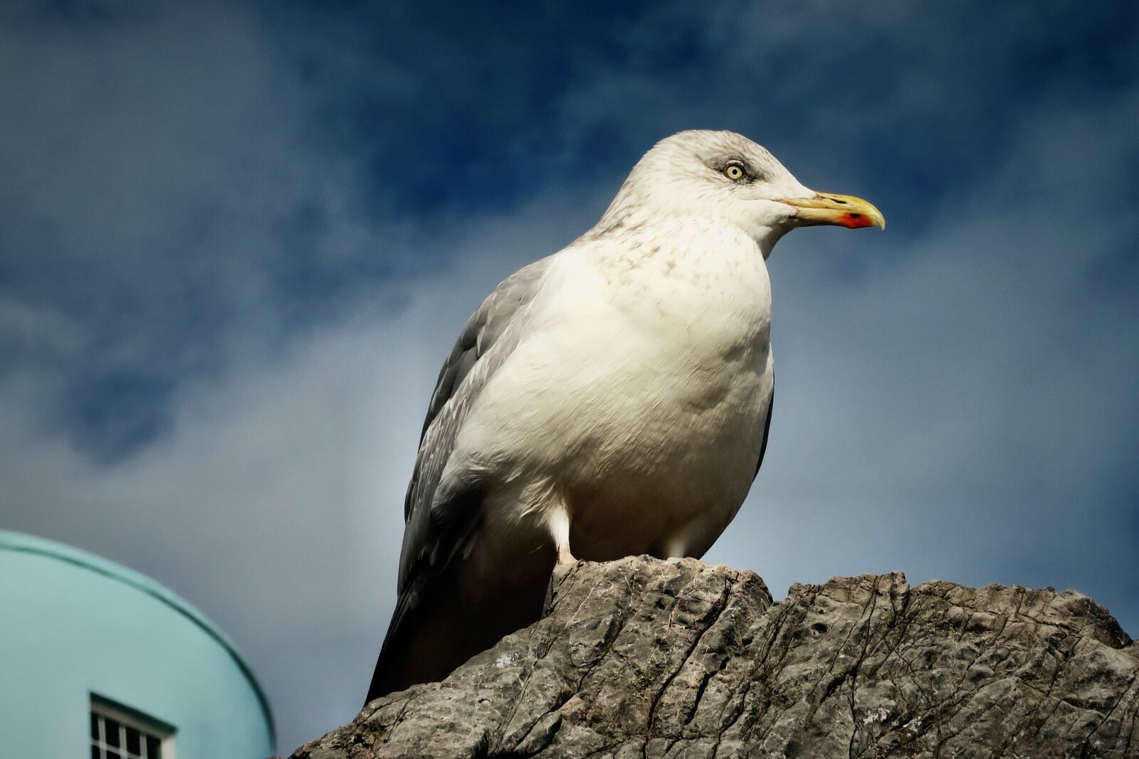 Canon PowerShot G7 X sample photo. Animal, bird, gull photography
