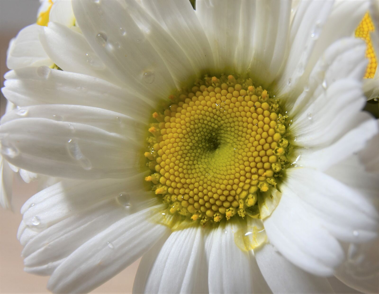 Nikon D7200 sample photo. Daisies, white, wild flowers photography