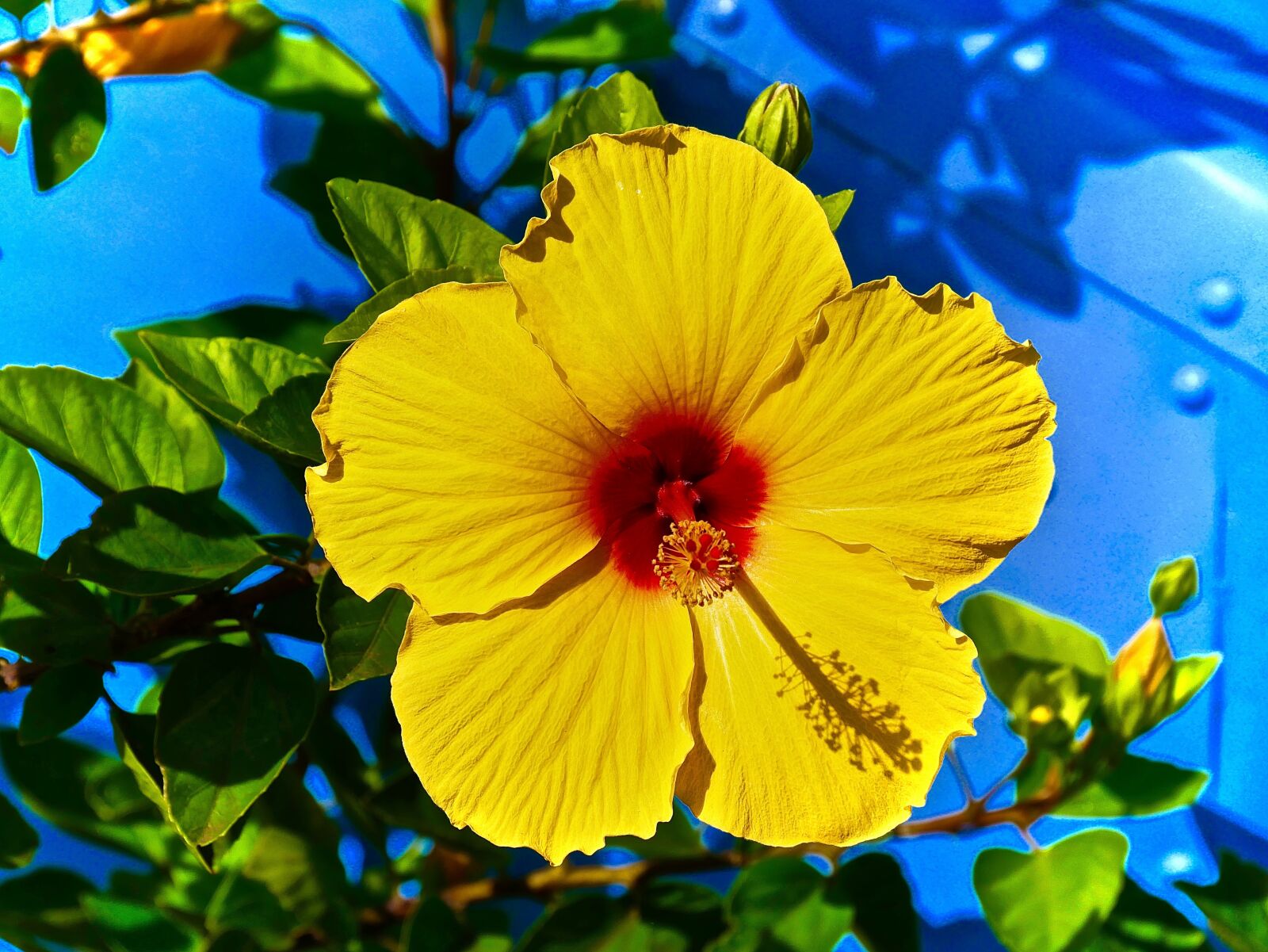 Panasonic Lumix DMC-G85 (Lumix DMC-G80) sample photo. Hibiscus, flower, hawaii photography