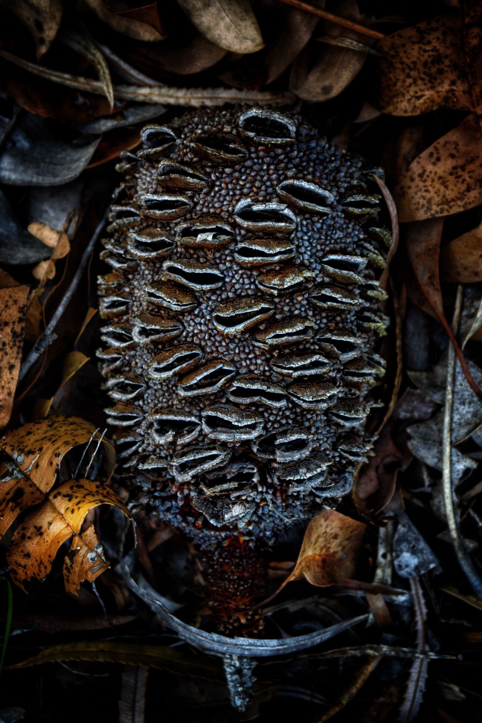 Nikon D3300 sample photo. Banksia, australian, flora photography