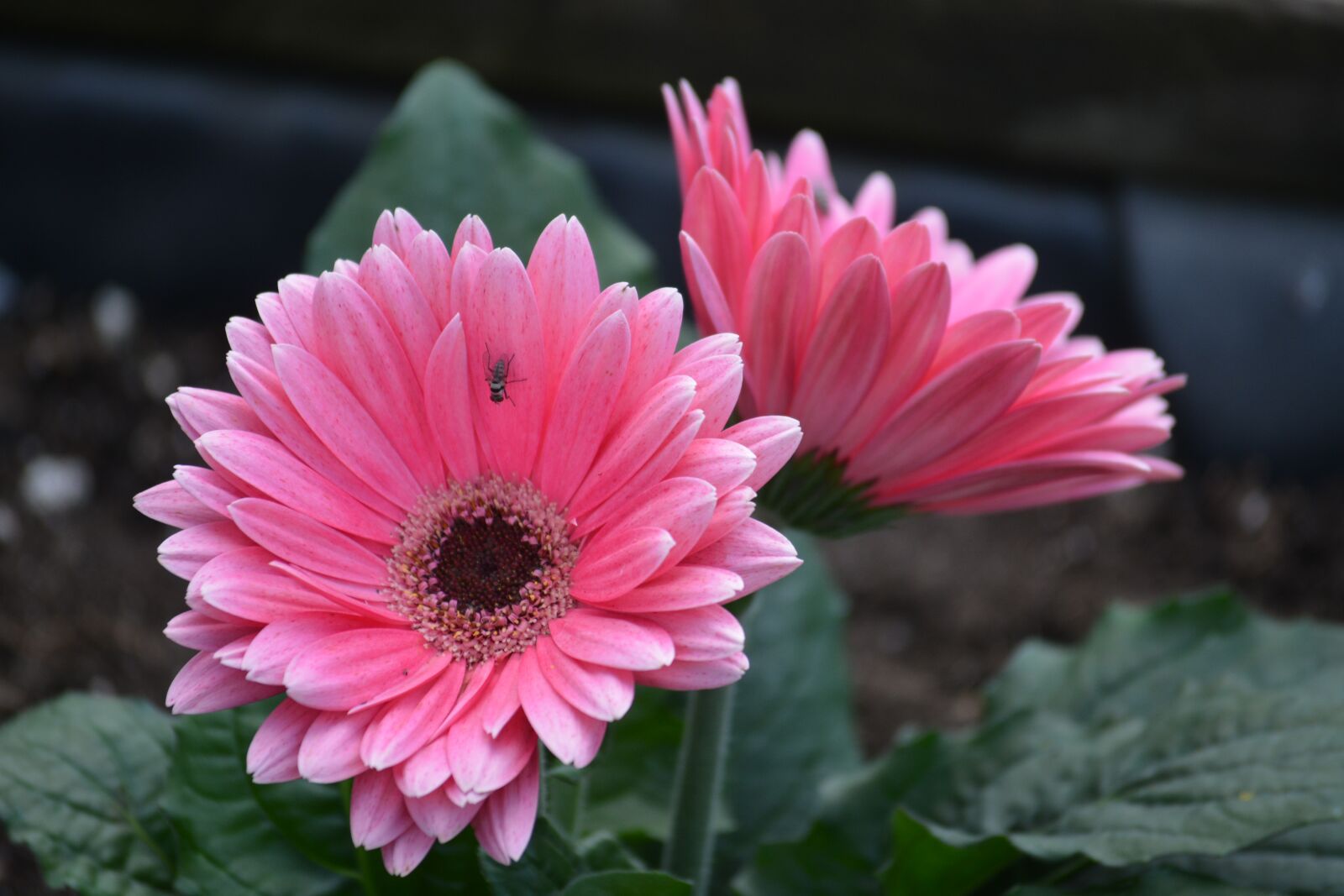 Nikon D5200 sample photo. Flower, pink, floral photography