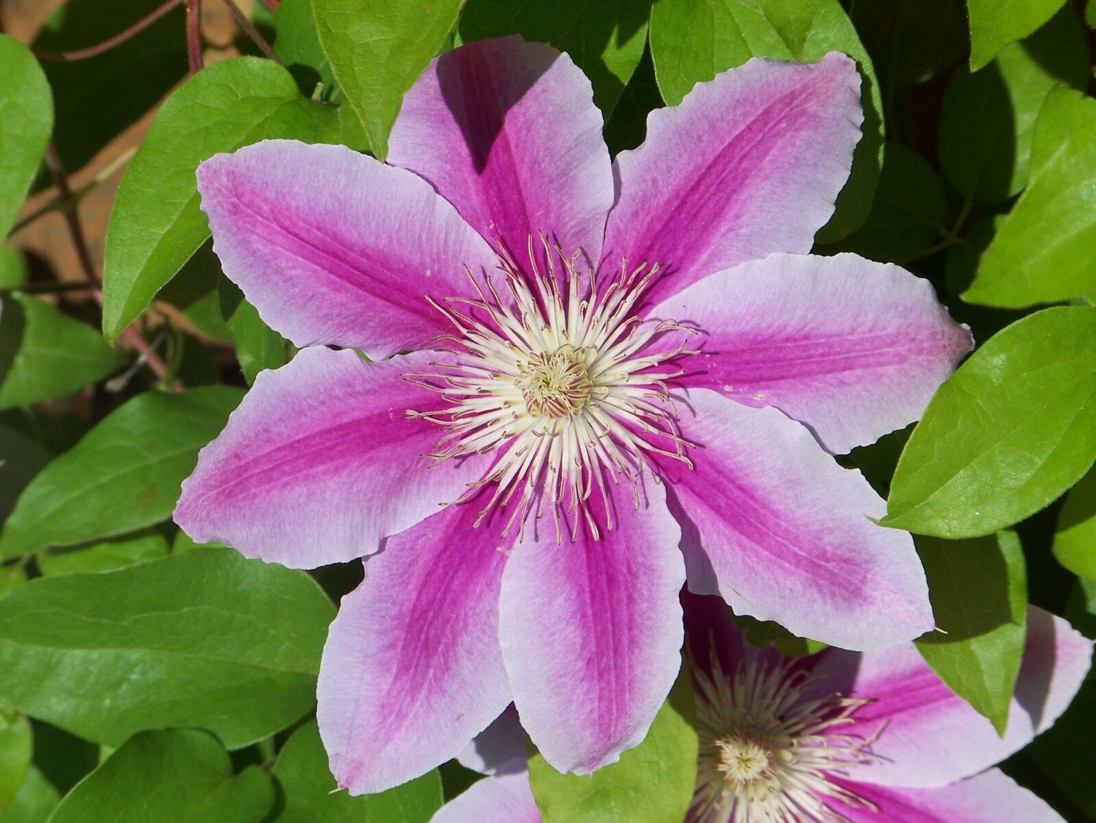 Kodak Z612 ZOOM DIGITAL CAMERA sample photo. Clematis, flower, bloom photography