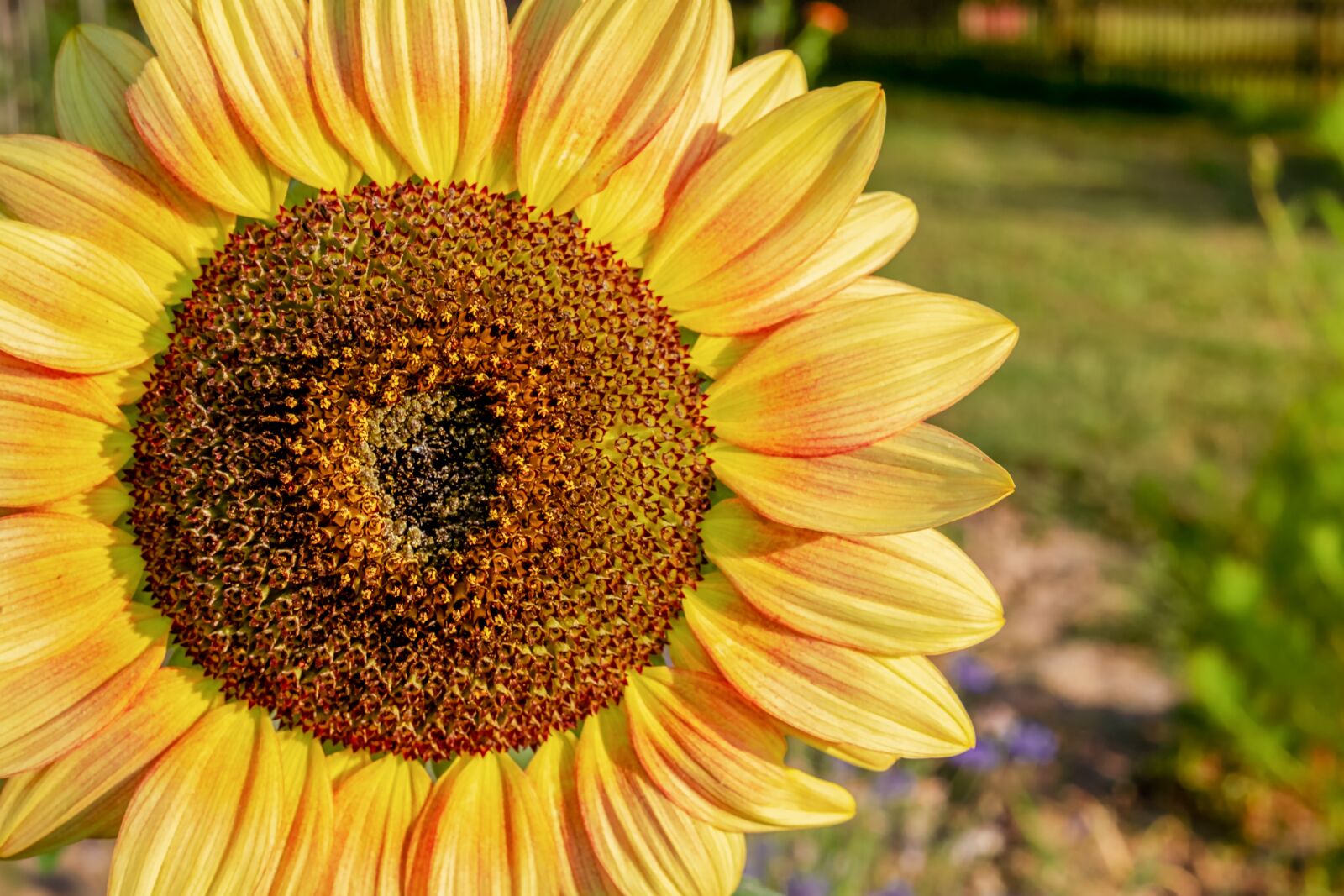 Fujifilm X-T10 + Fujifilm XF 35mm F1.4 R sample photo. Sunflower, flower, blooms photography