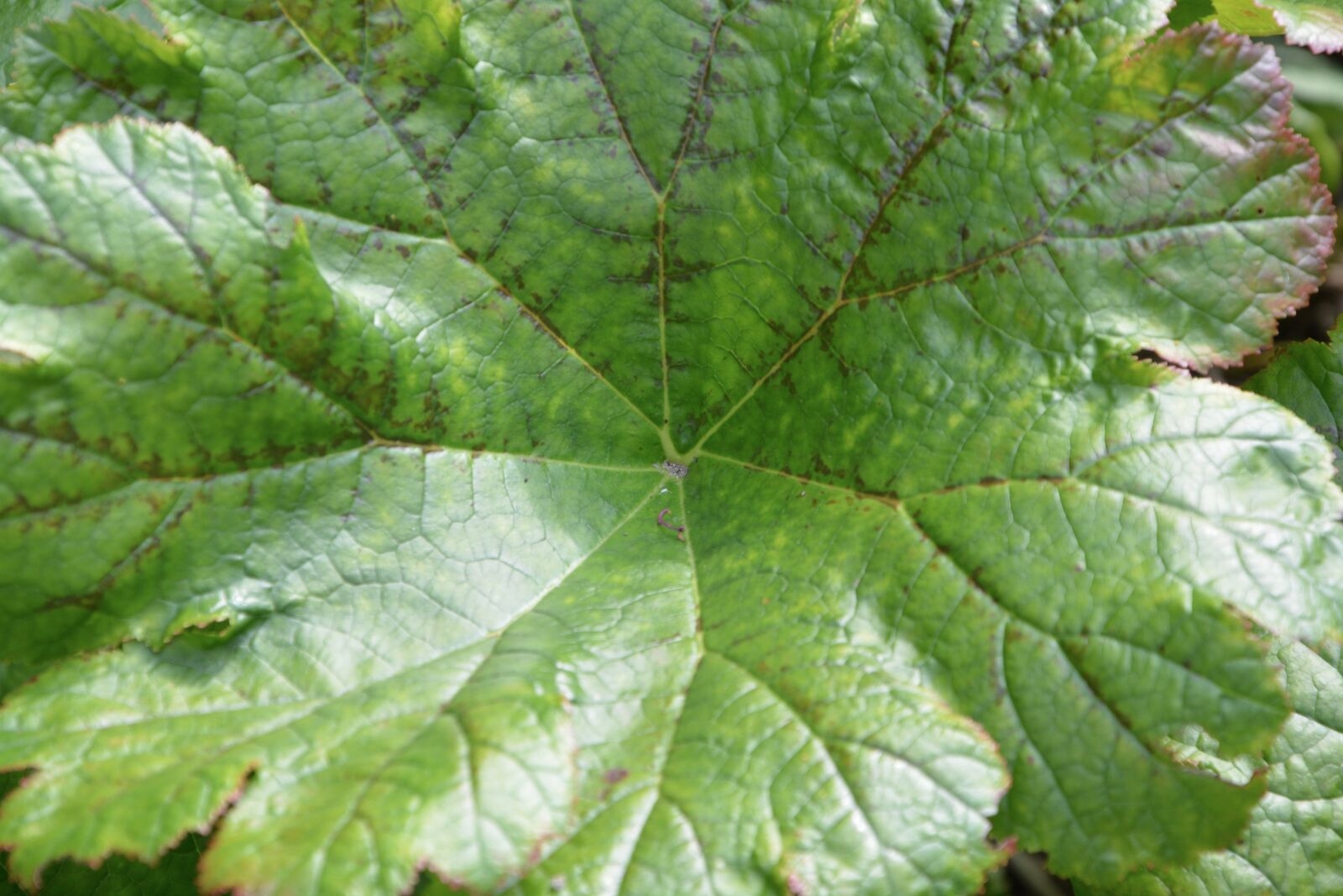Nikon D5200 sample photo. Green leaf, plant, sheet photography