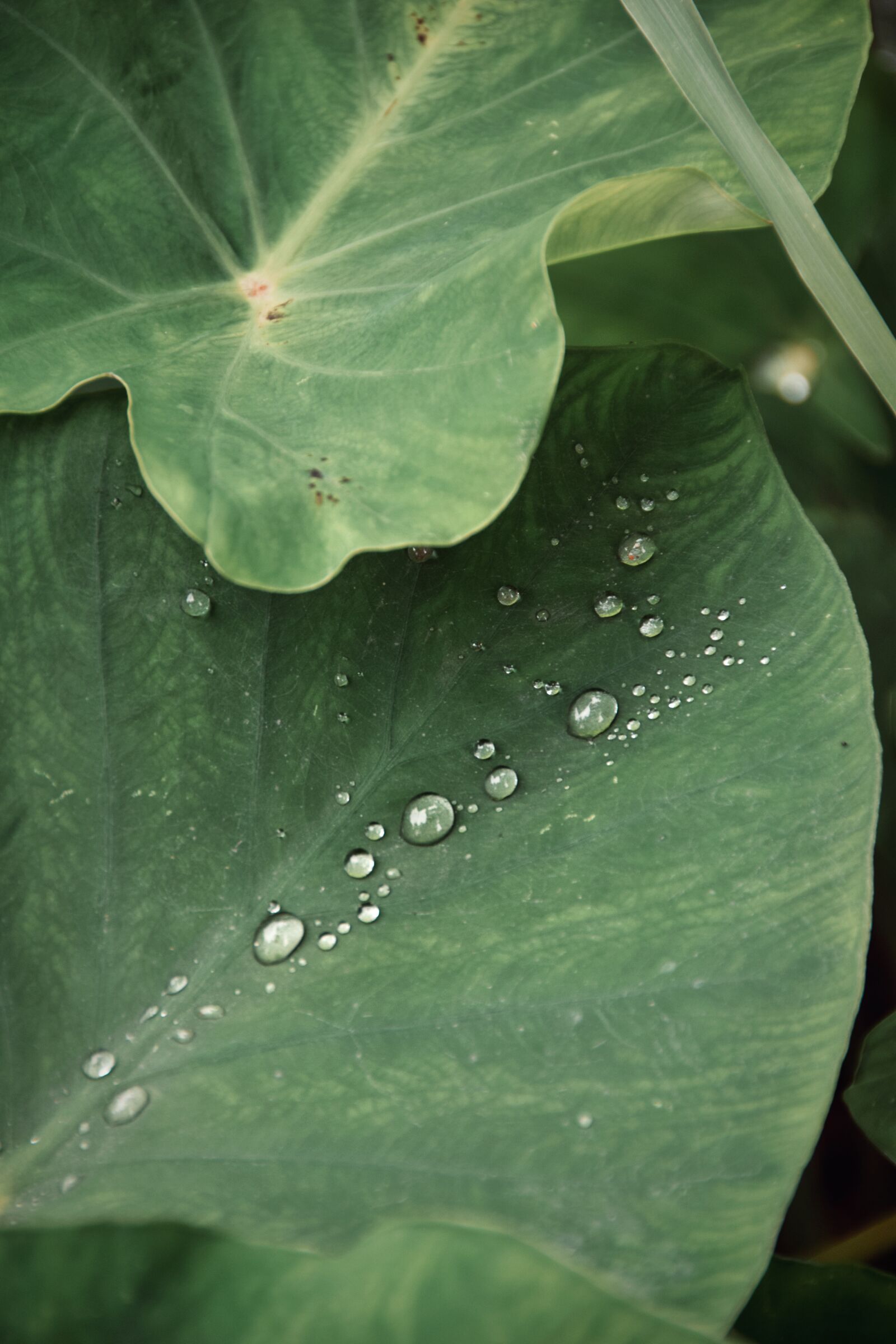 Nikon D5300 sample photo. Leaf, water, dew photography