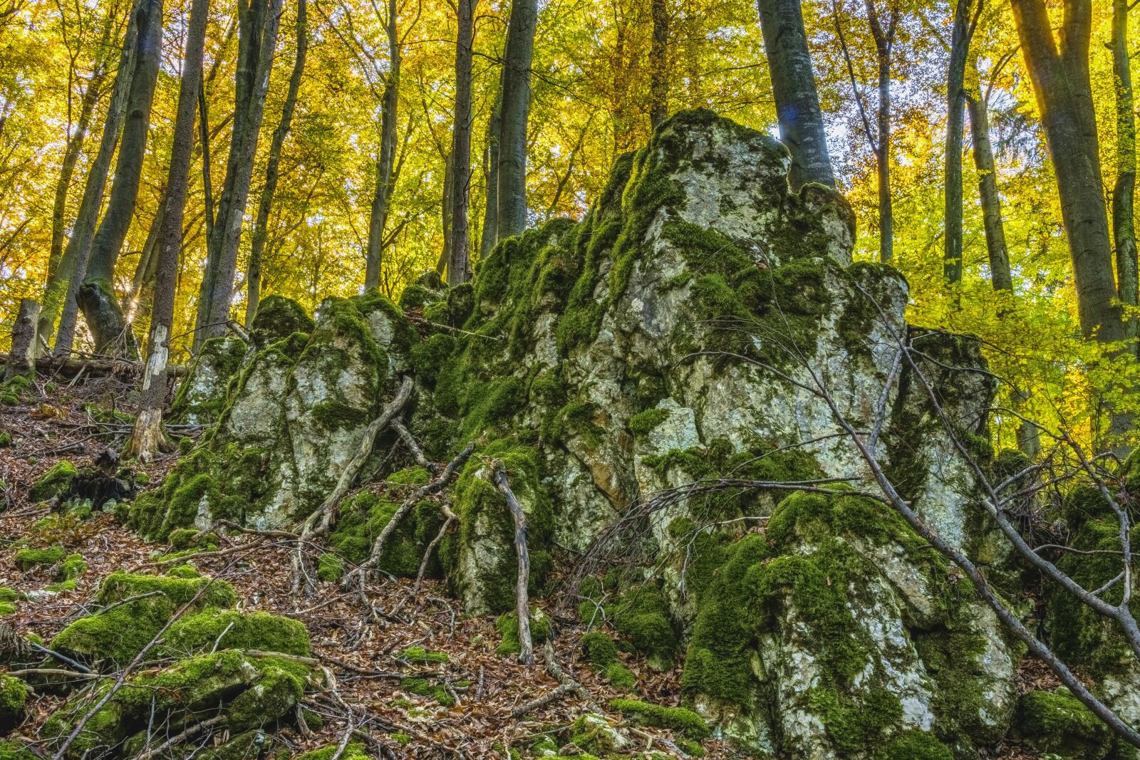 Sony a6300 + Sigma 30mm F2.8 EX DN sample photo. Tree, forest, rock photography