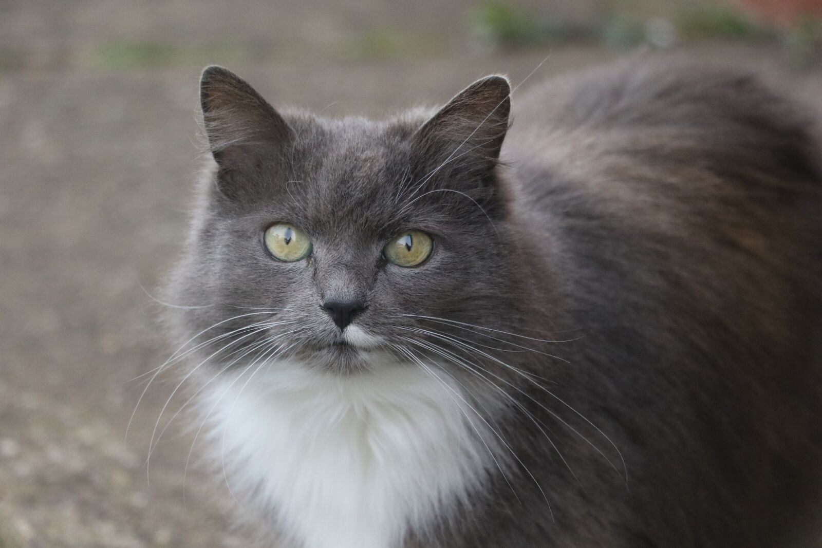 Canon EOS 7D Mark II sample photo. Cat, cats eyes, eye photography