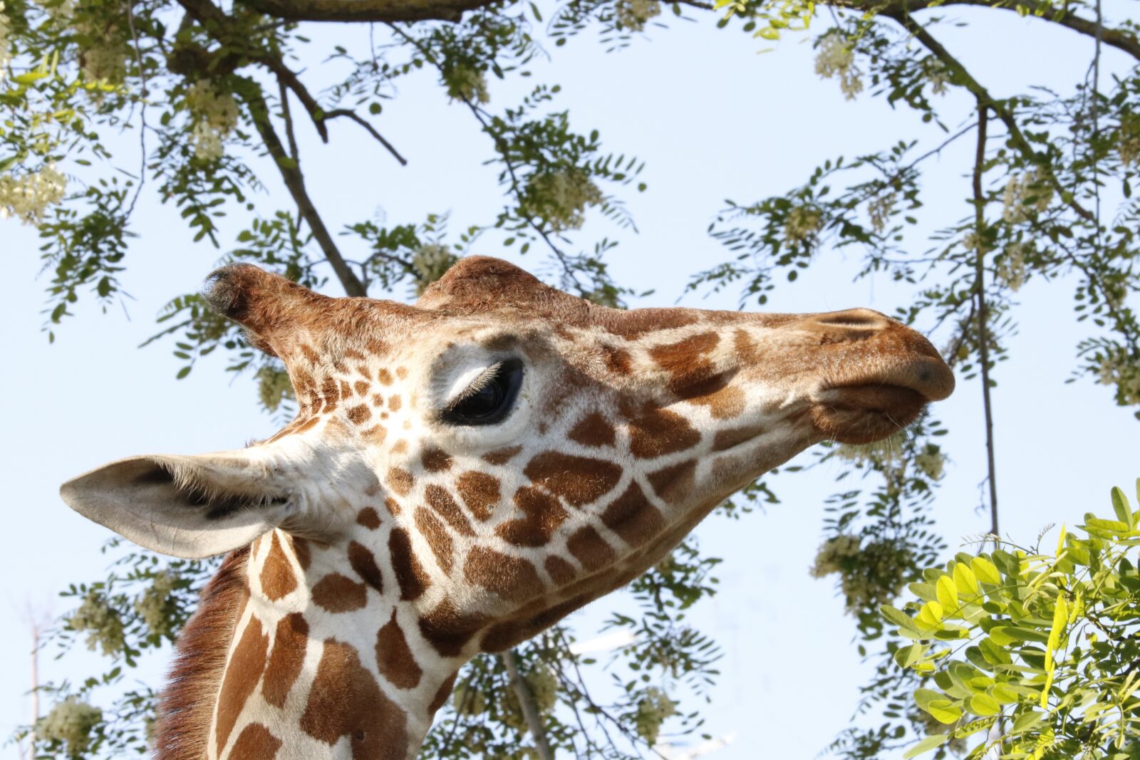 Canon EOS 750D (EOS Rebel T6i / EOS Kiss X8i) sample photo. Giraffe, animal, zoo photography