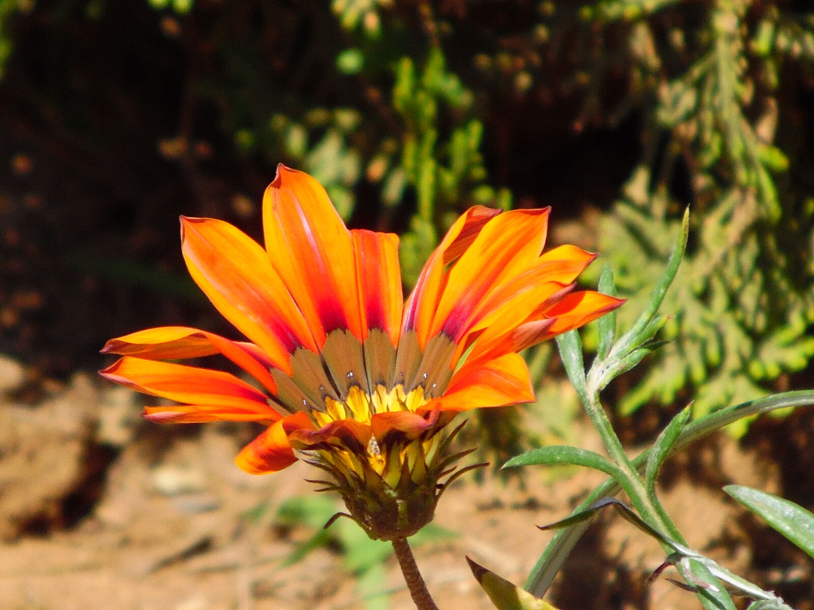 Samsung WB1100F/WB1101F/WB1102F sample photo