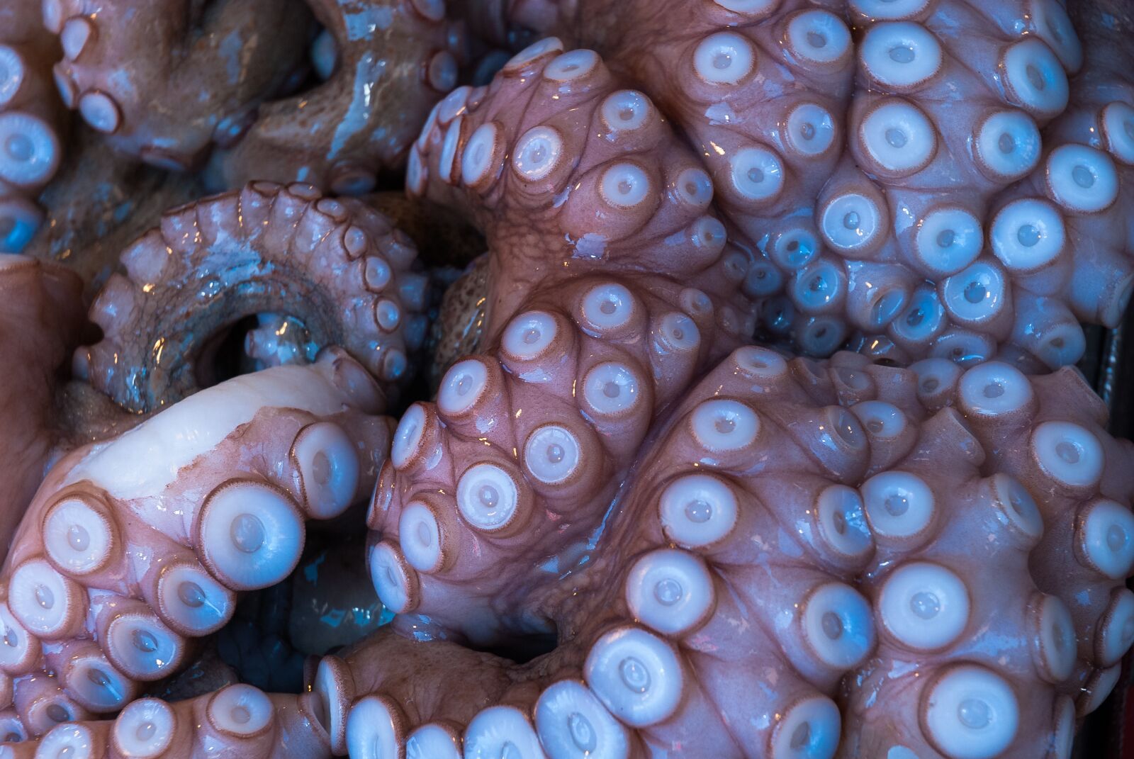 Nikon D80 sample photo. Venice, octopus sun, holidays photography