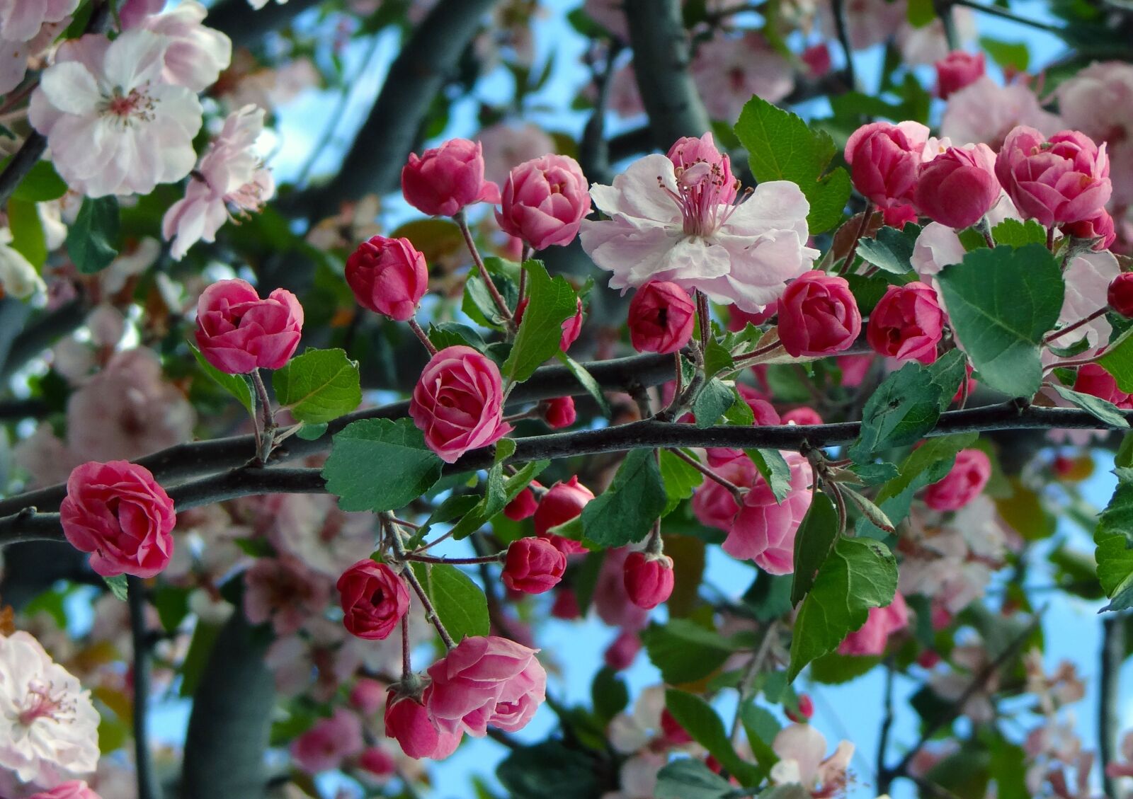 Sony DSC-HX200V sample photo. Cherry blossoms, springtime, spring photography
