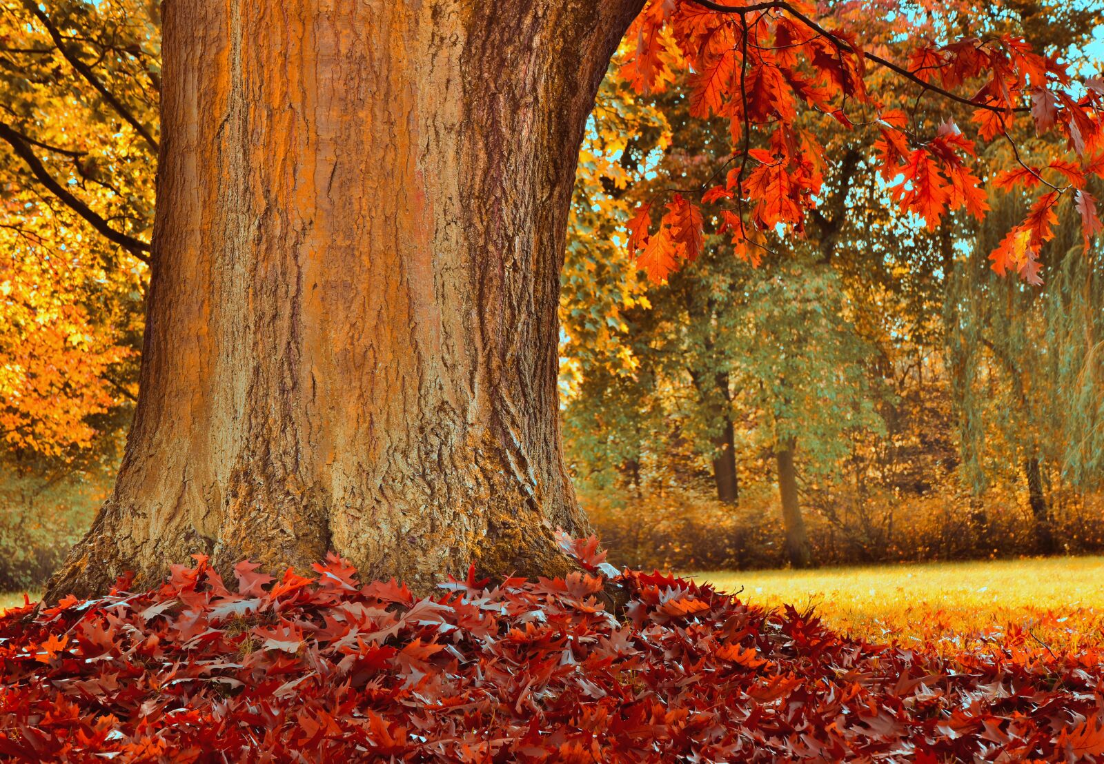 Nikon D5600 sample photo. Log, tribe, leaves photography