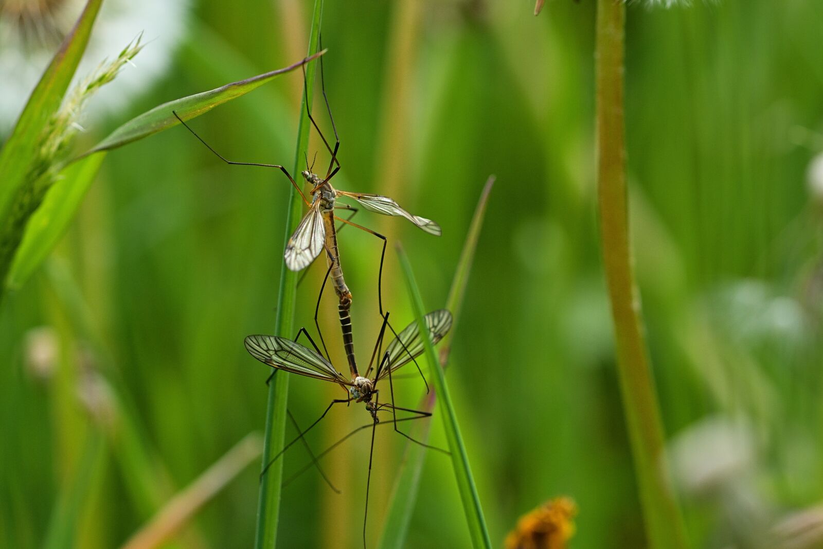 Nikon D5200 sample photo. Nature, kohlschnake, meadow photography