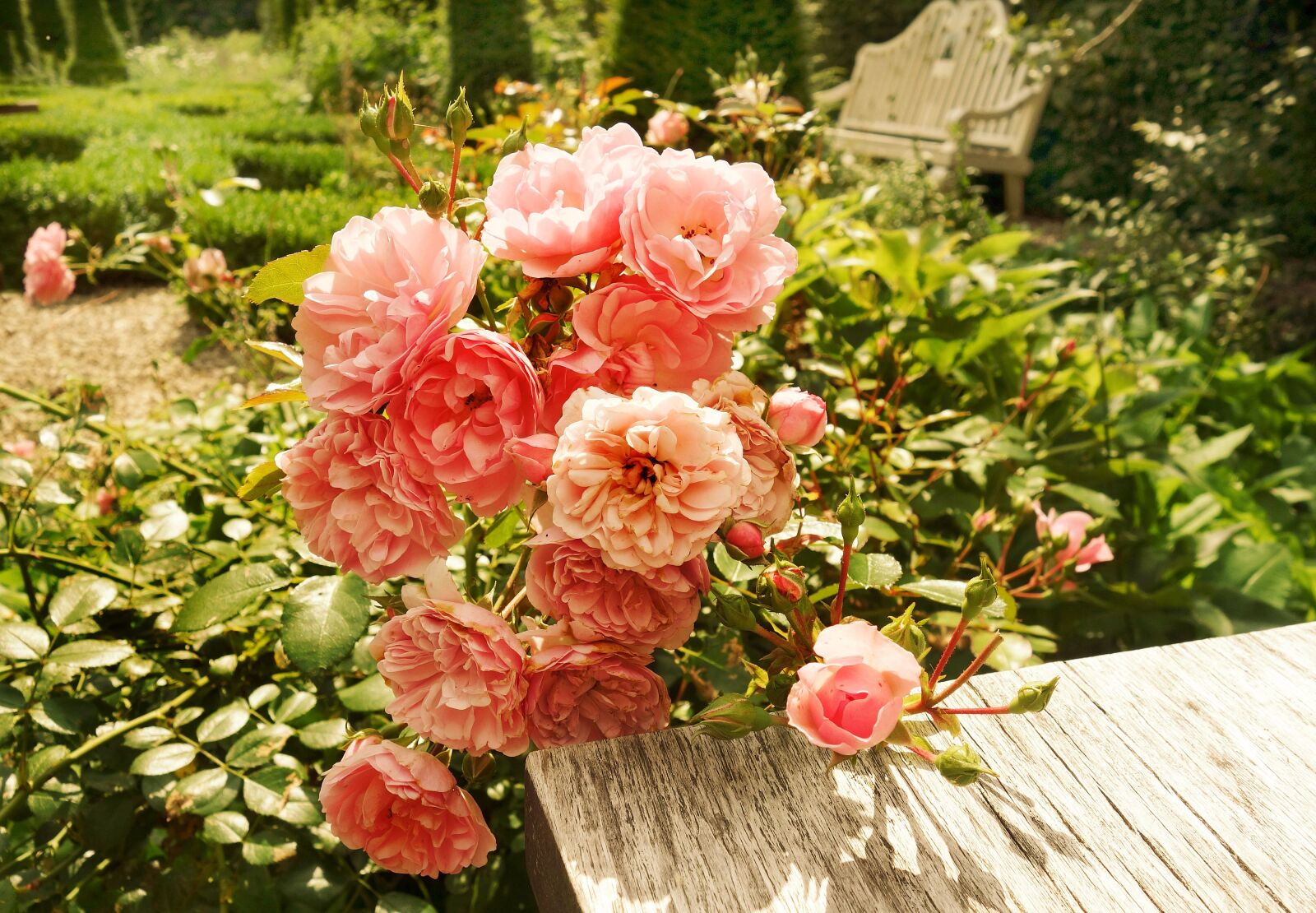 Sony Cyber-shot DSC-RX100 sample photo. Rose, flower, plant photography