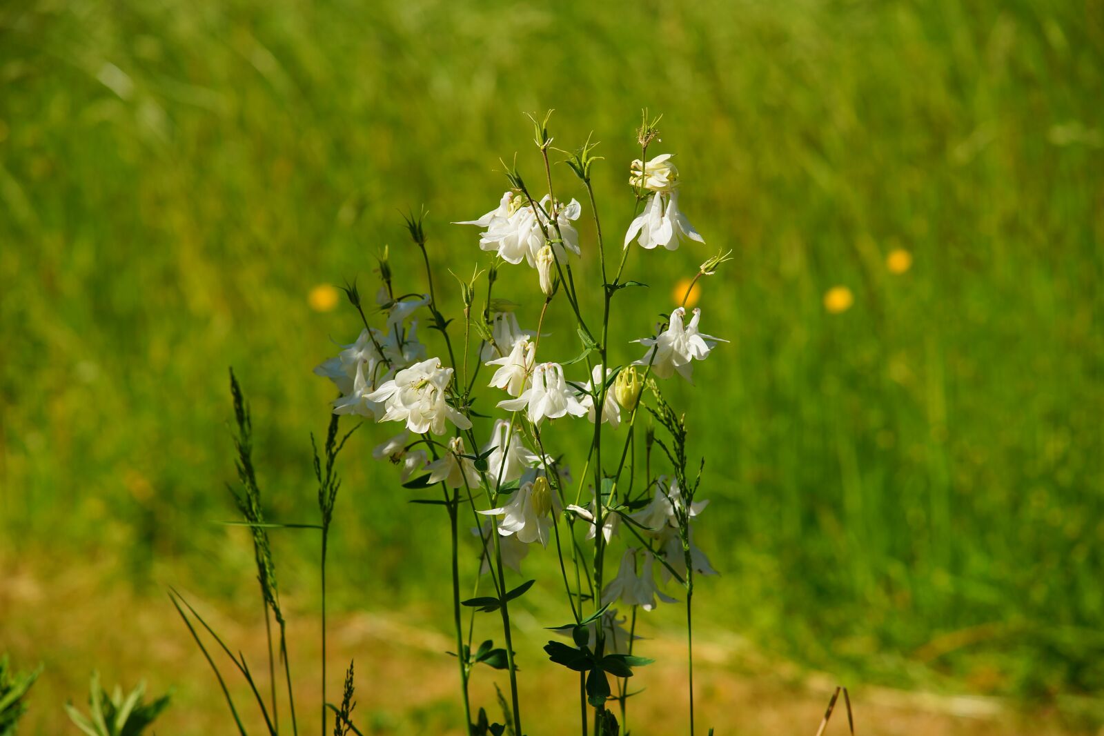 Minolta AF 80-200mm F2.8 HS-APO G sample photo. Garden, white flowers, tender photography