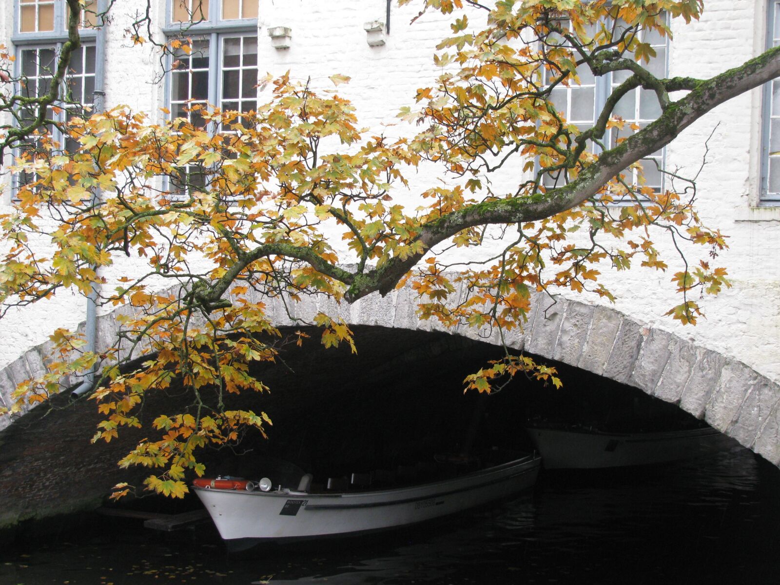 Canon PowerShot SX110 IS sample photo. Bruges, tree, belgium photography