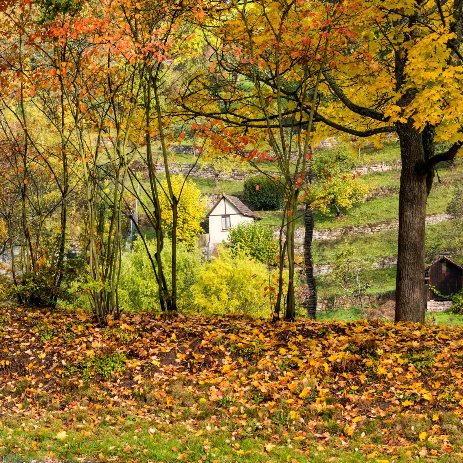 Nikon D810 sample photo. Autumn, leaves, green photography