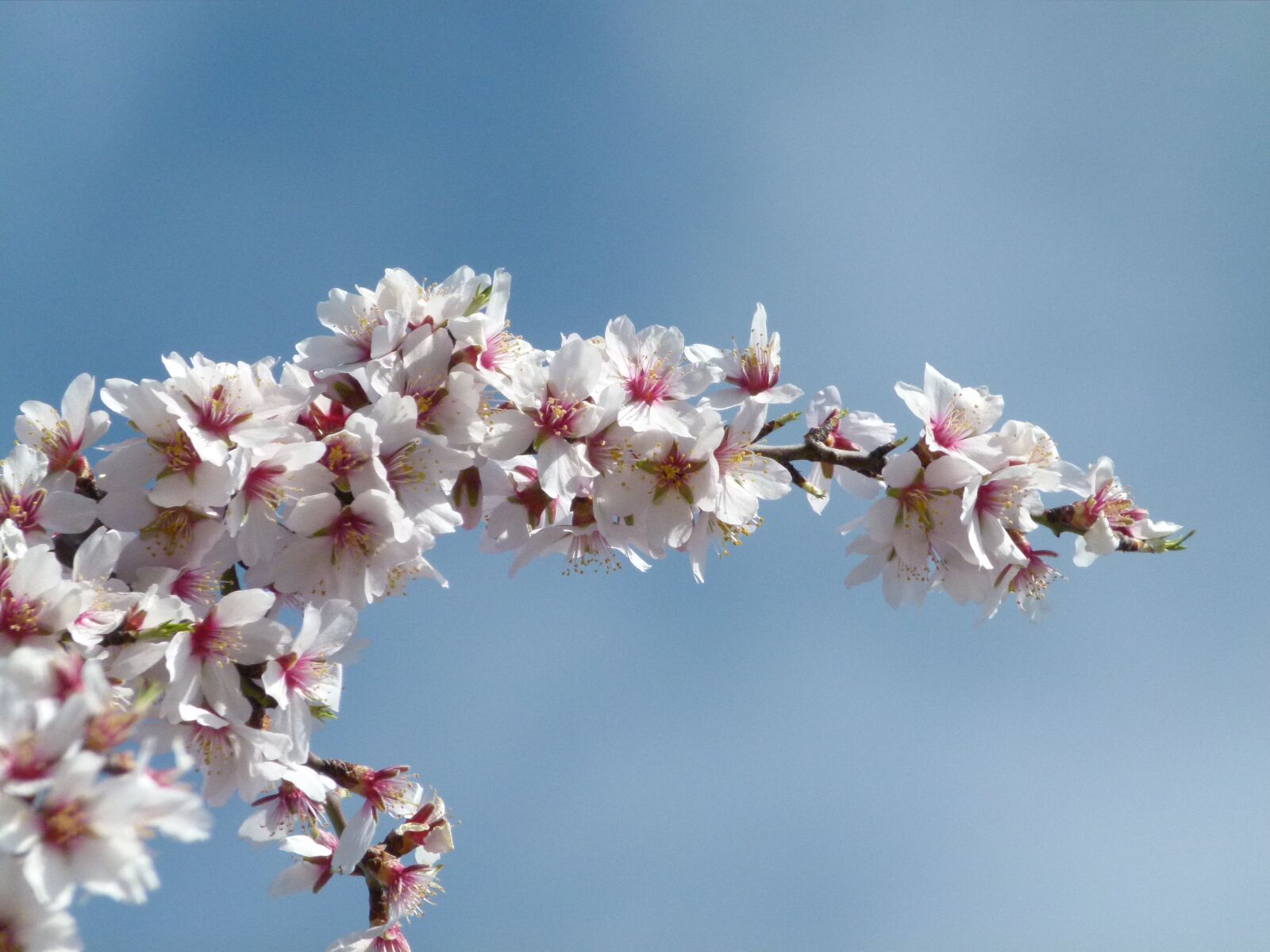 Leica V-Lux 2 sample photo. Flower, almond tree, flowering photography