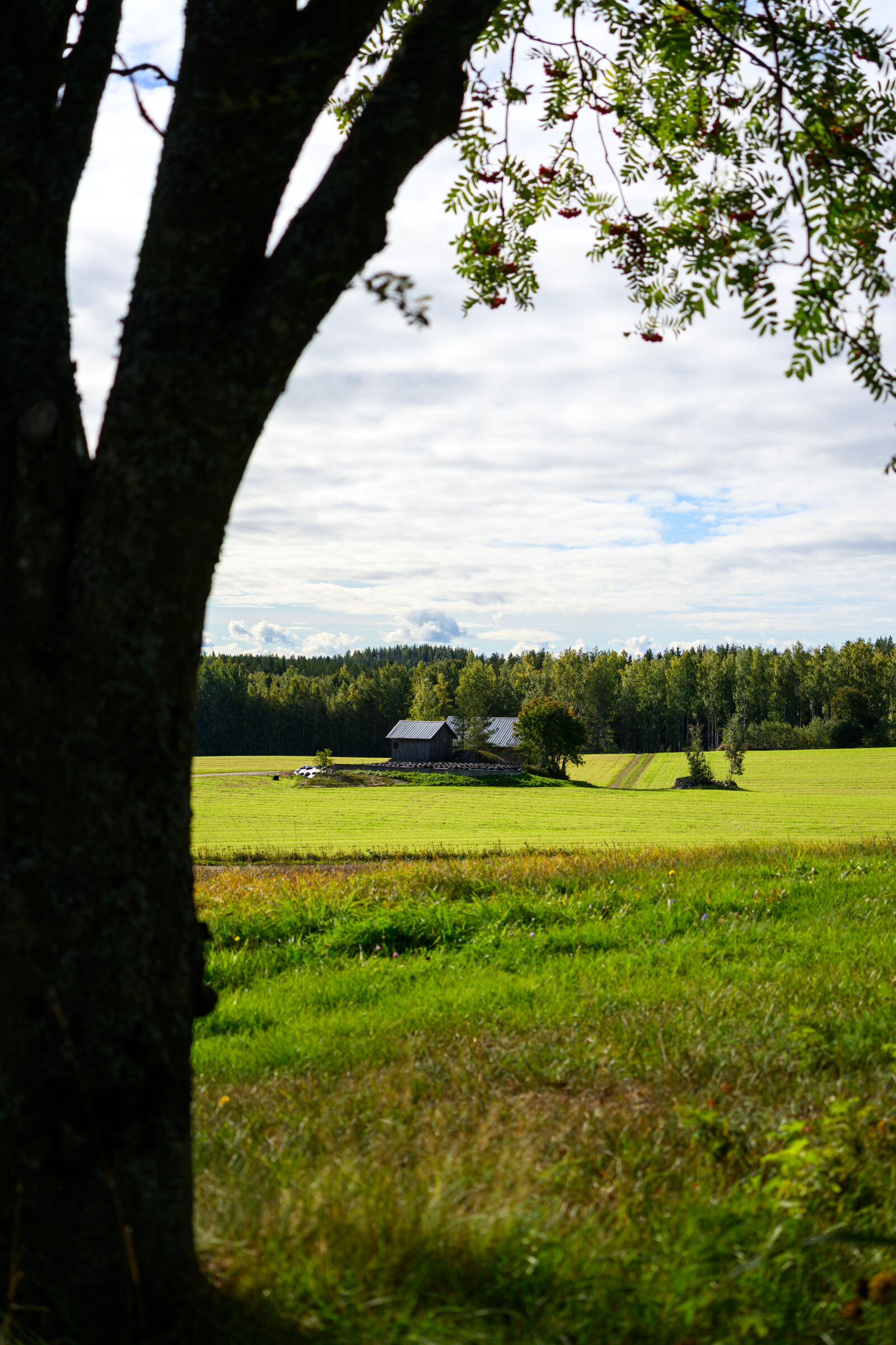Nikon Z8 sample photo. Countryside view photography