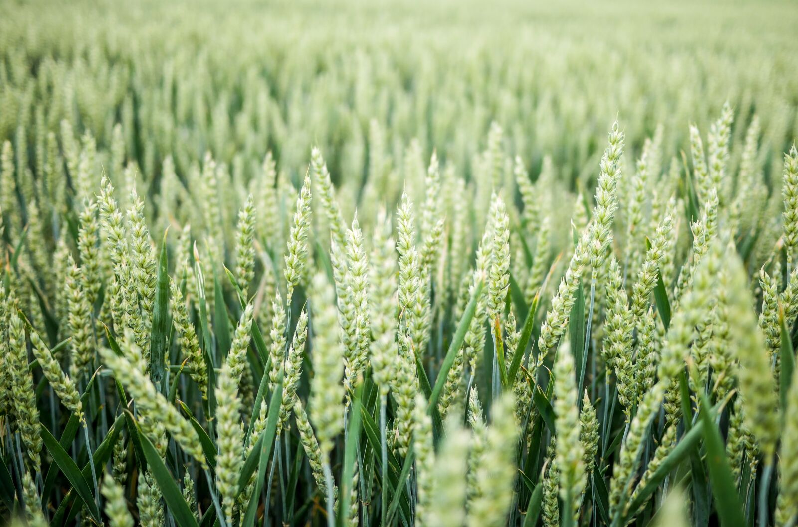 Panasonic Lumix DMC-GX85 (Lumix DMC-GX80 / Lumix DMC-GX7 Mark II) + LUMIX G 20/F1.7 II sample photo. Field, wheat, grains photography