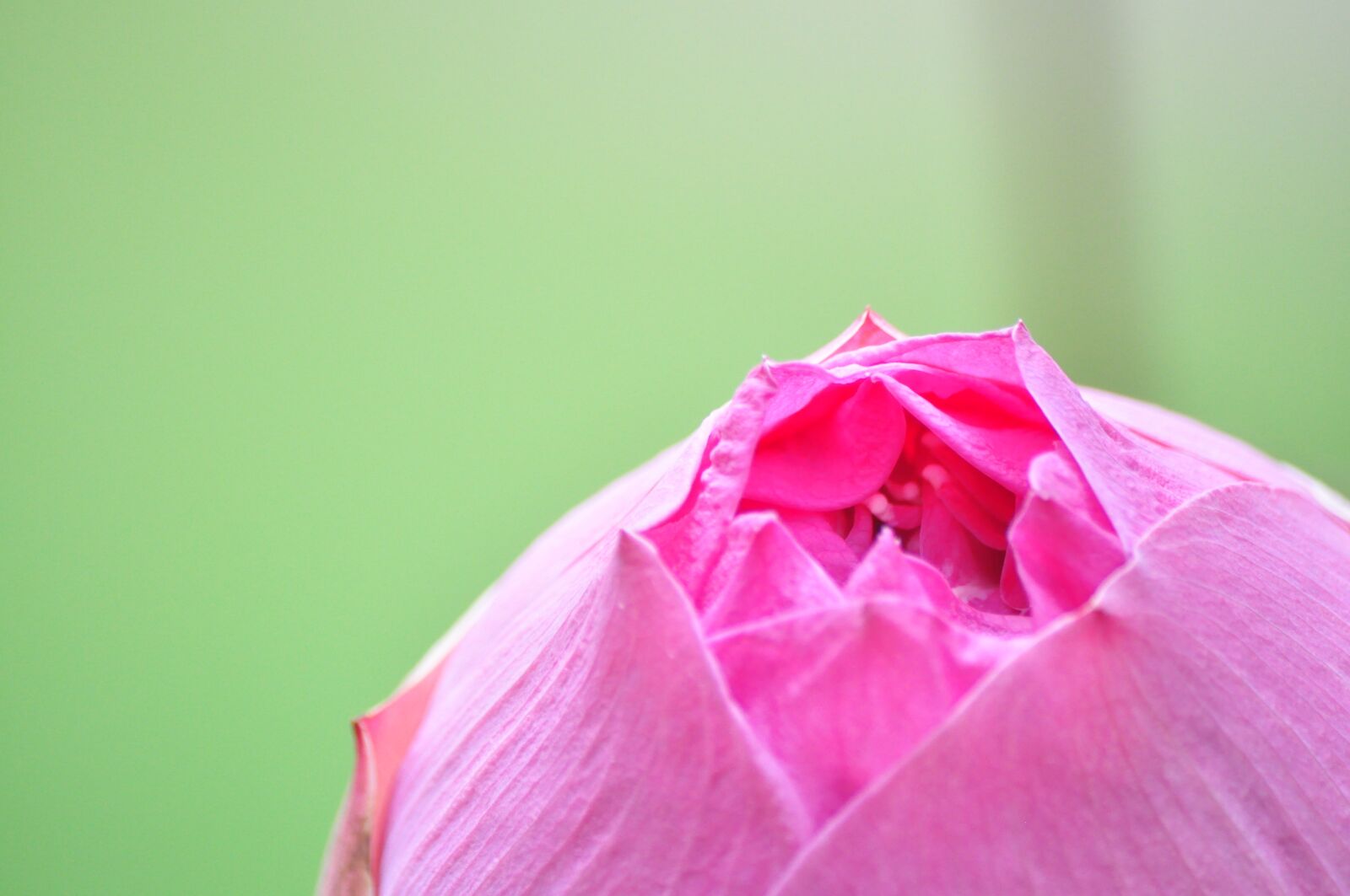 Nikon D90 sample photo. Lotus, water lily, pink photography