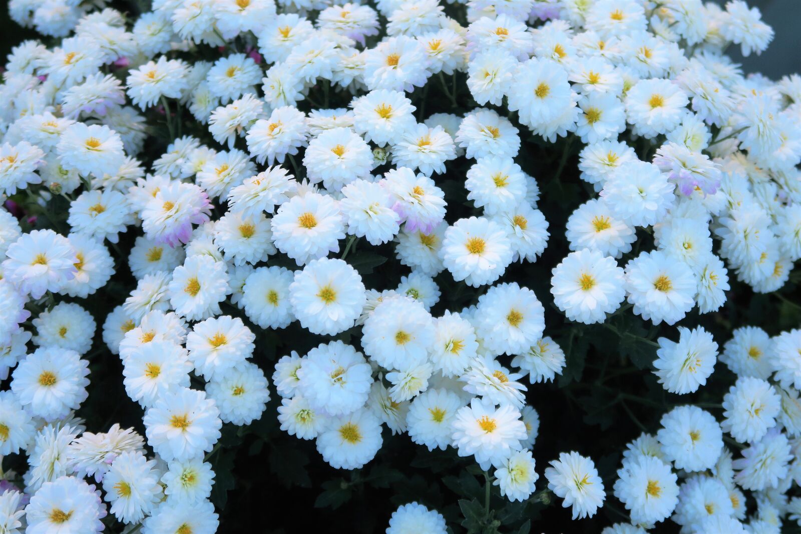 Canon PowerShot G7 X sample photo. Flowers, white, flower photography