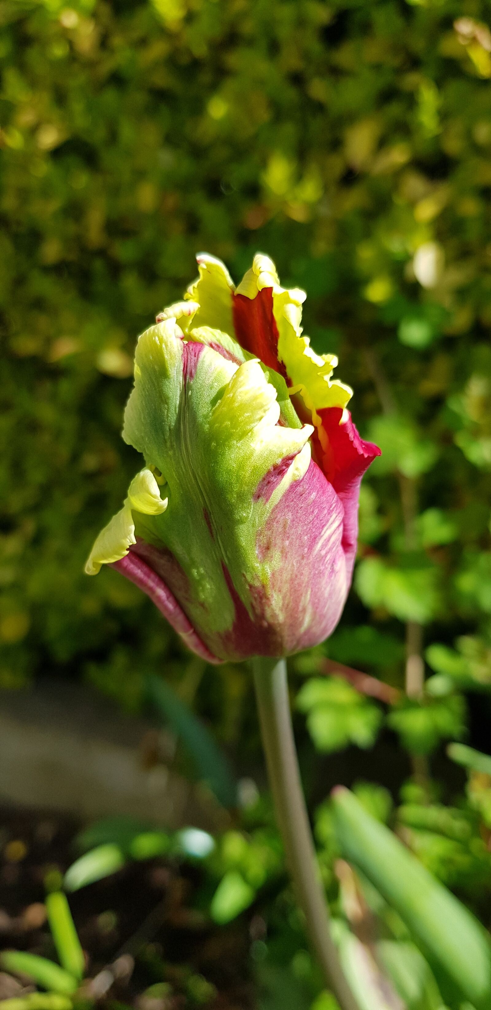 Samsung Galaxy S8+ sample photo. Nature, flower, flora photography