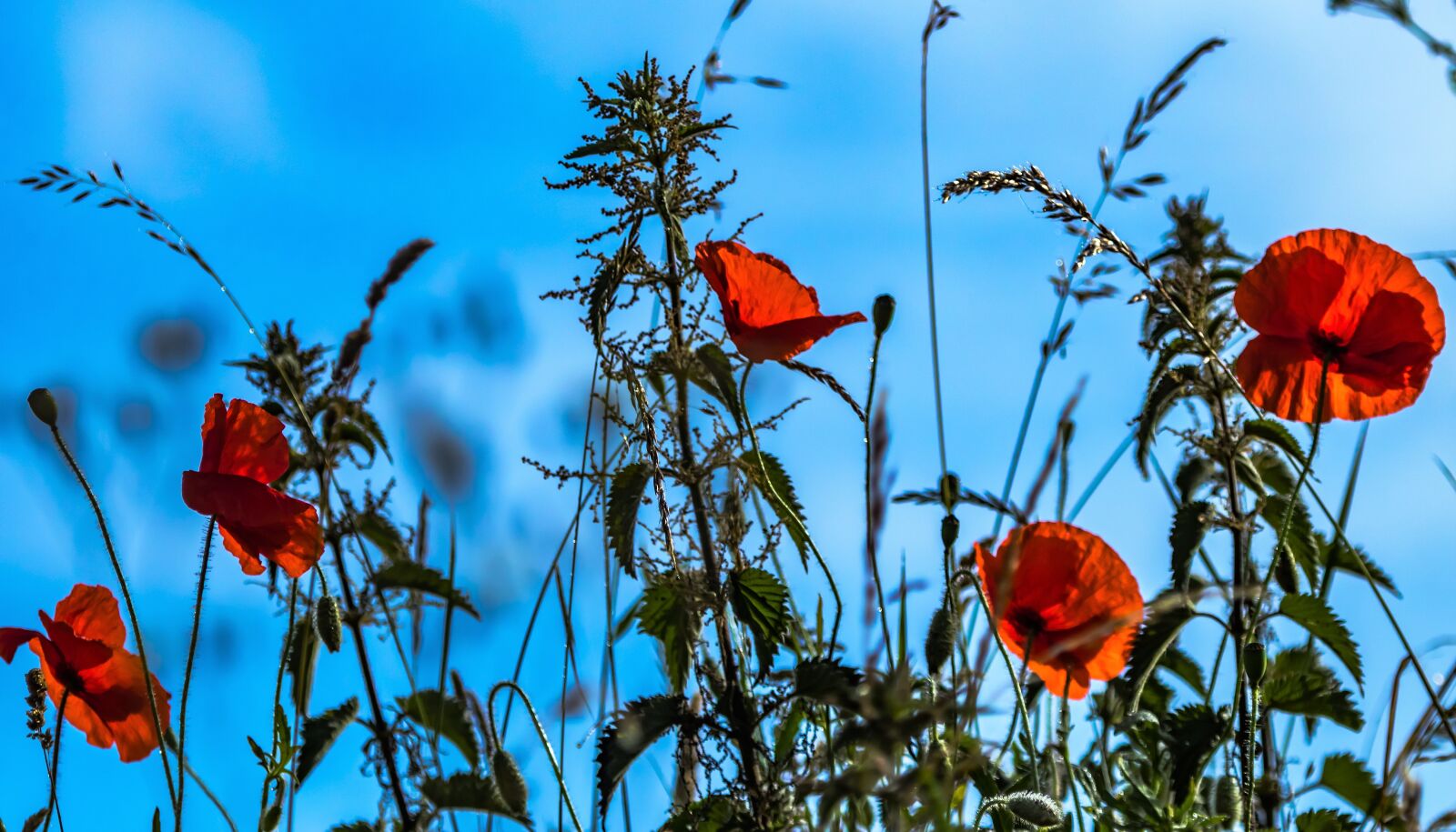 Canon EF 100-400mm F4.5-5.6L IS USM sample photo. Flowers, poppies, meadow photography