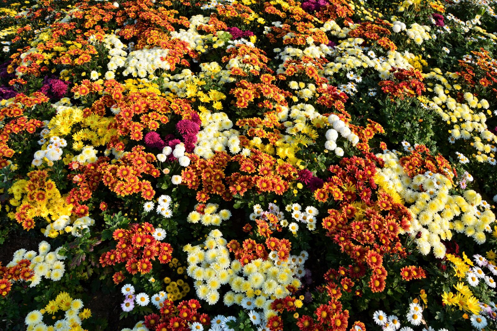 Nikon D7100 sample photo. Flower, chichewa live, vivid photography