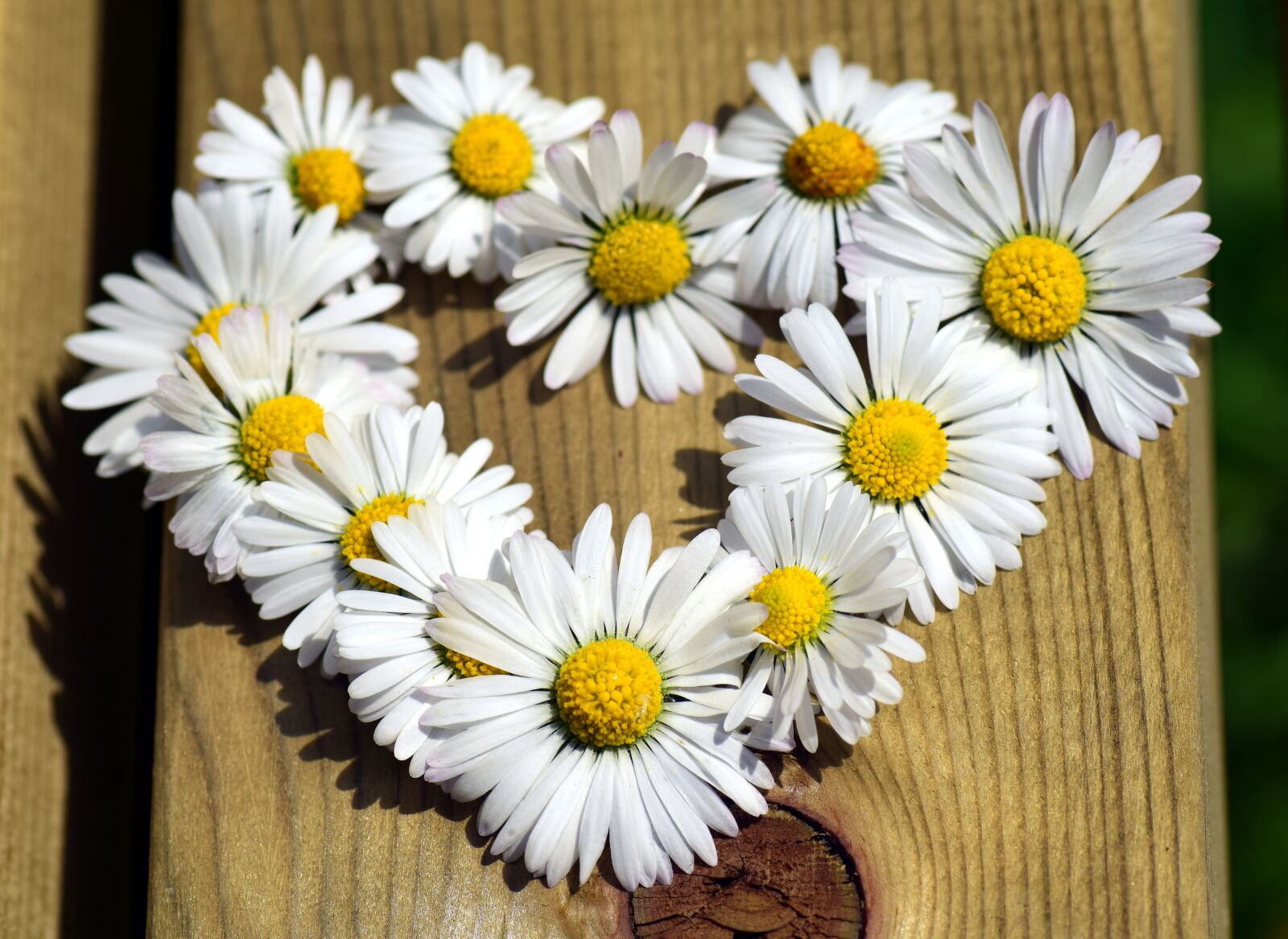 Nikon D3300 sample photo. Heart, flower heart, love photography