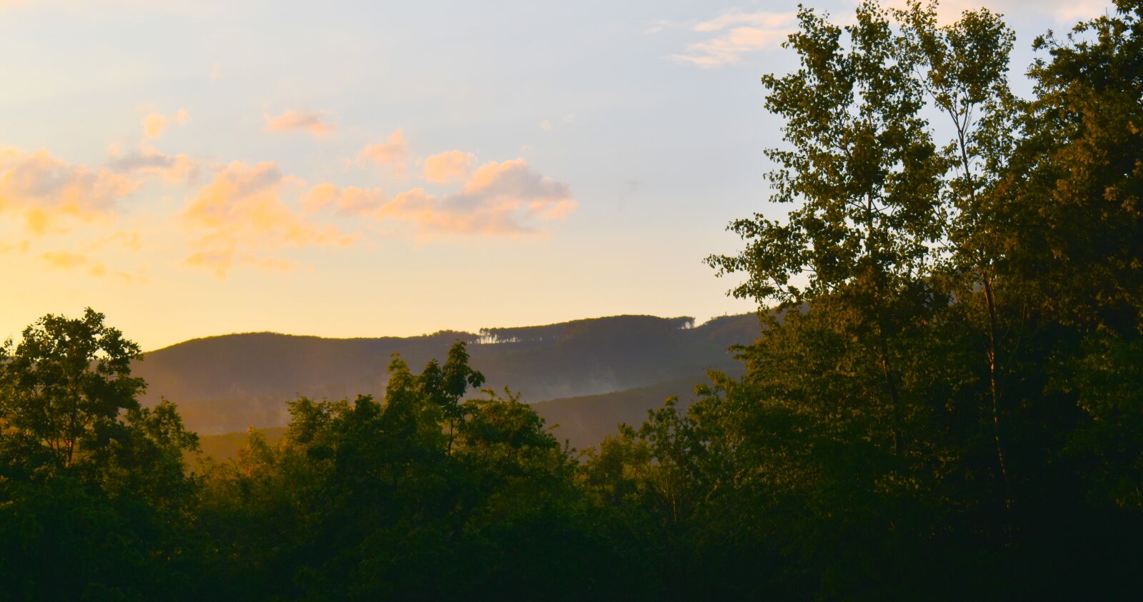 Nikon D3500 sample photo. Sunset, flora, summer photography