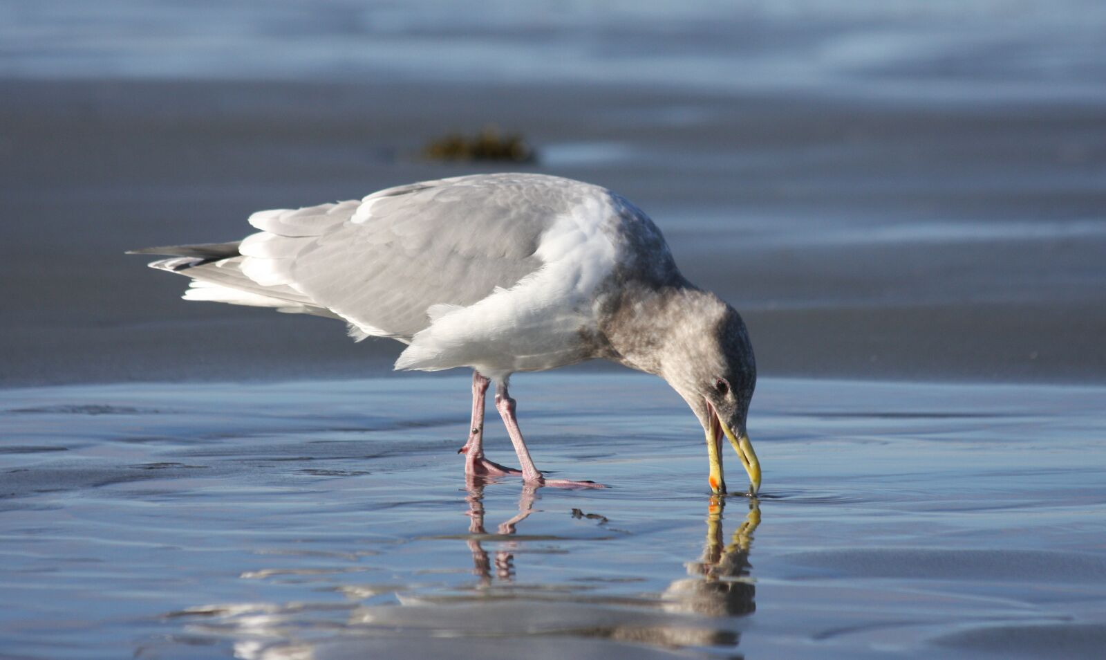 Canon EOS 40D sample photo. Seagull, gull, beach photography