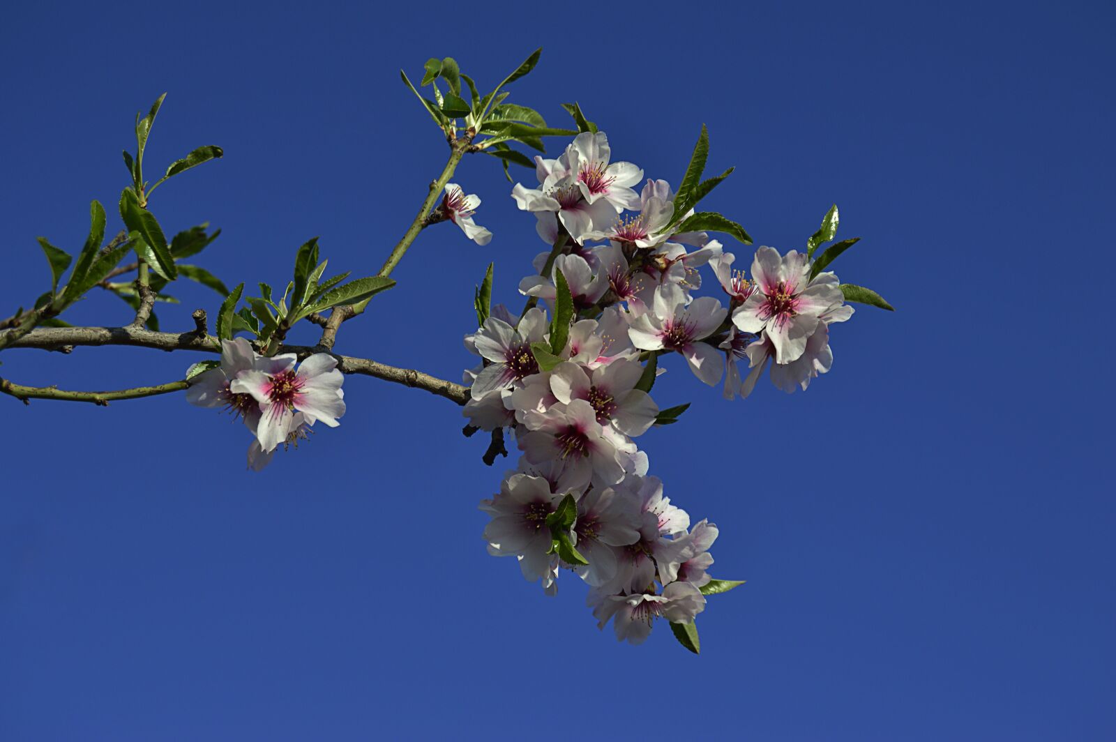Nikon D3200 sample photo. Almond flowers, flowery branch photography