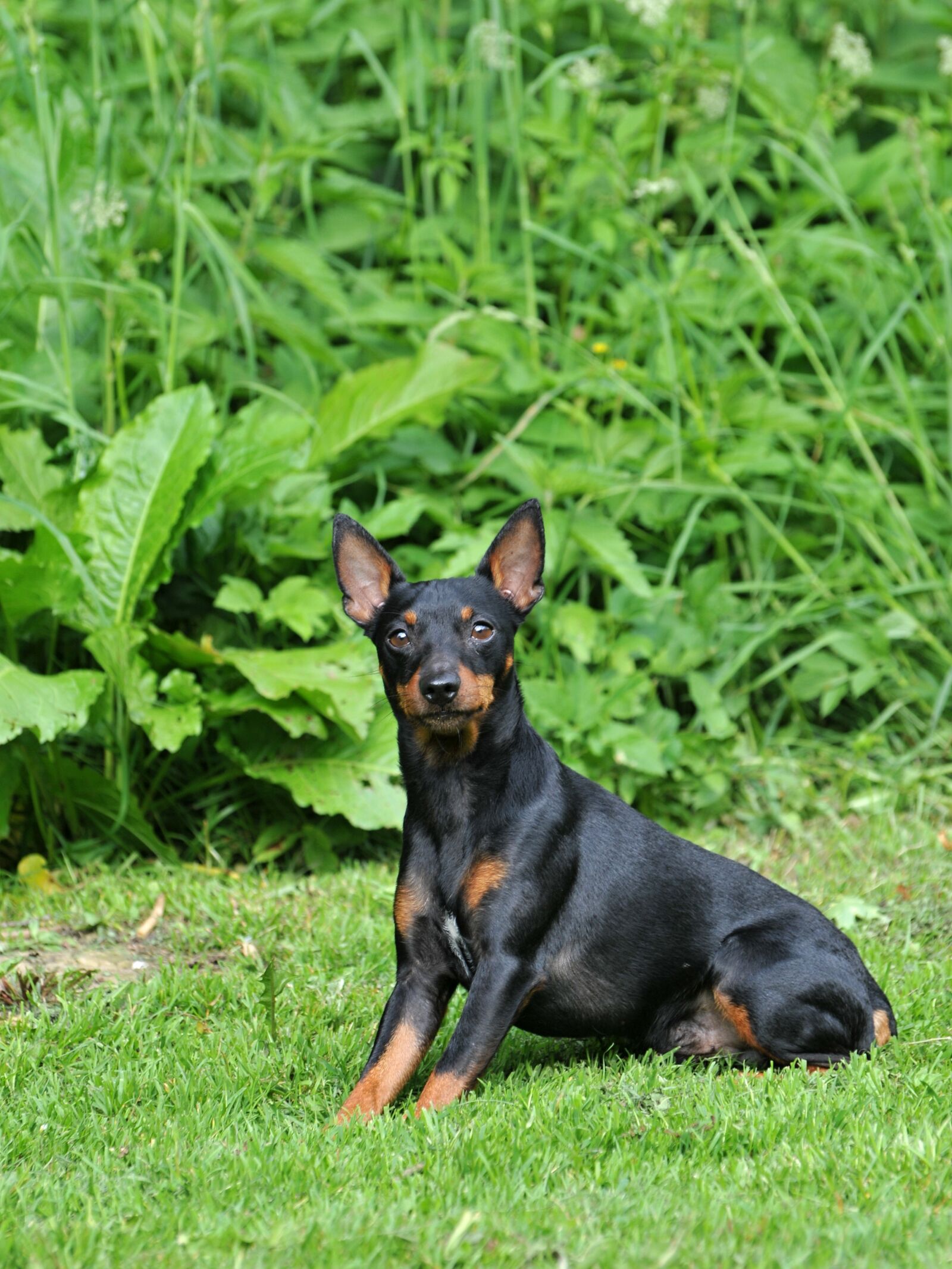 Nikon D300 sample photo. Dog, canine, pet photography