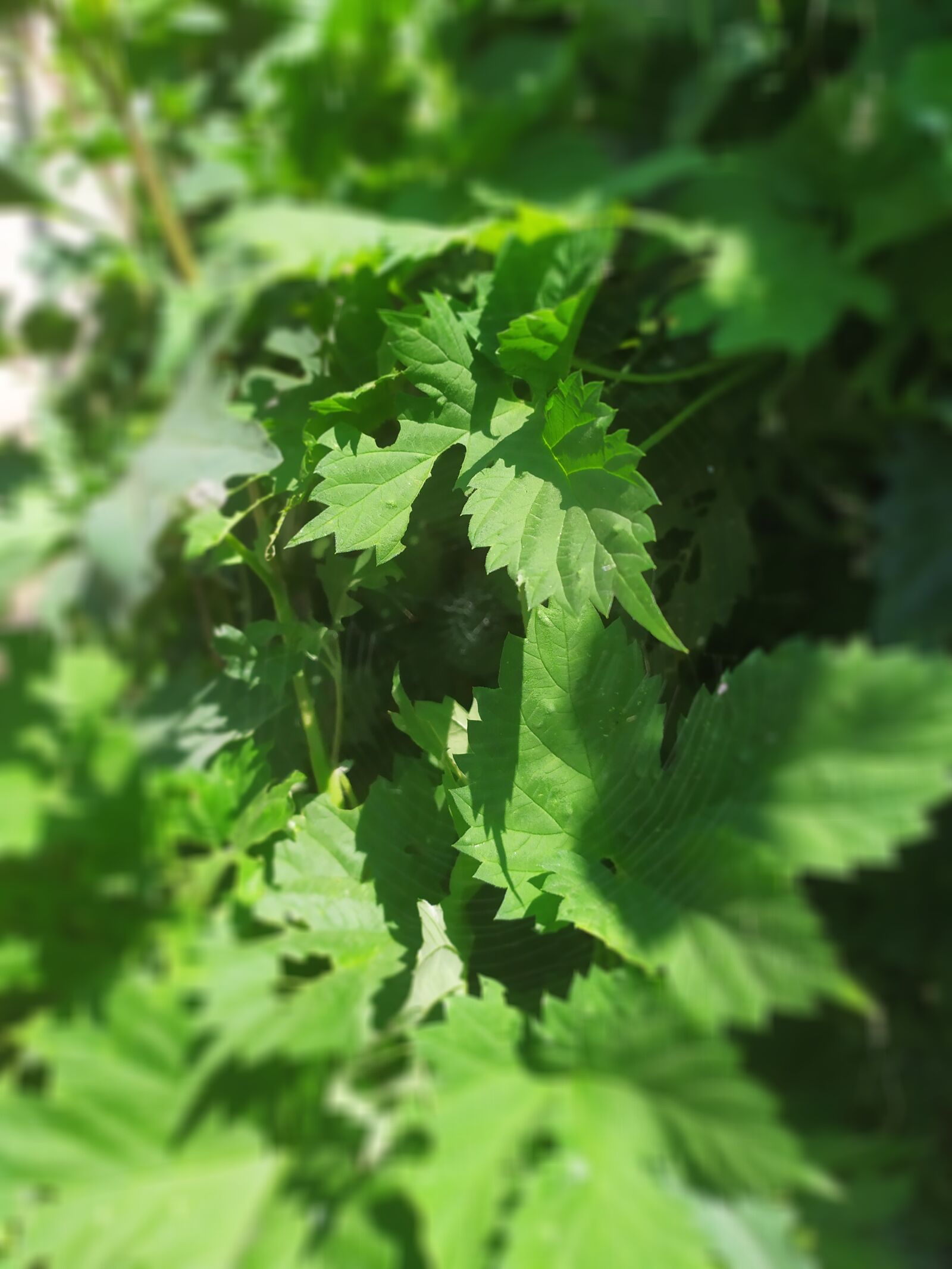 Xiaomi Redmi Note 7 sample photo. Nature, flowers, plant photography