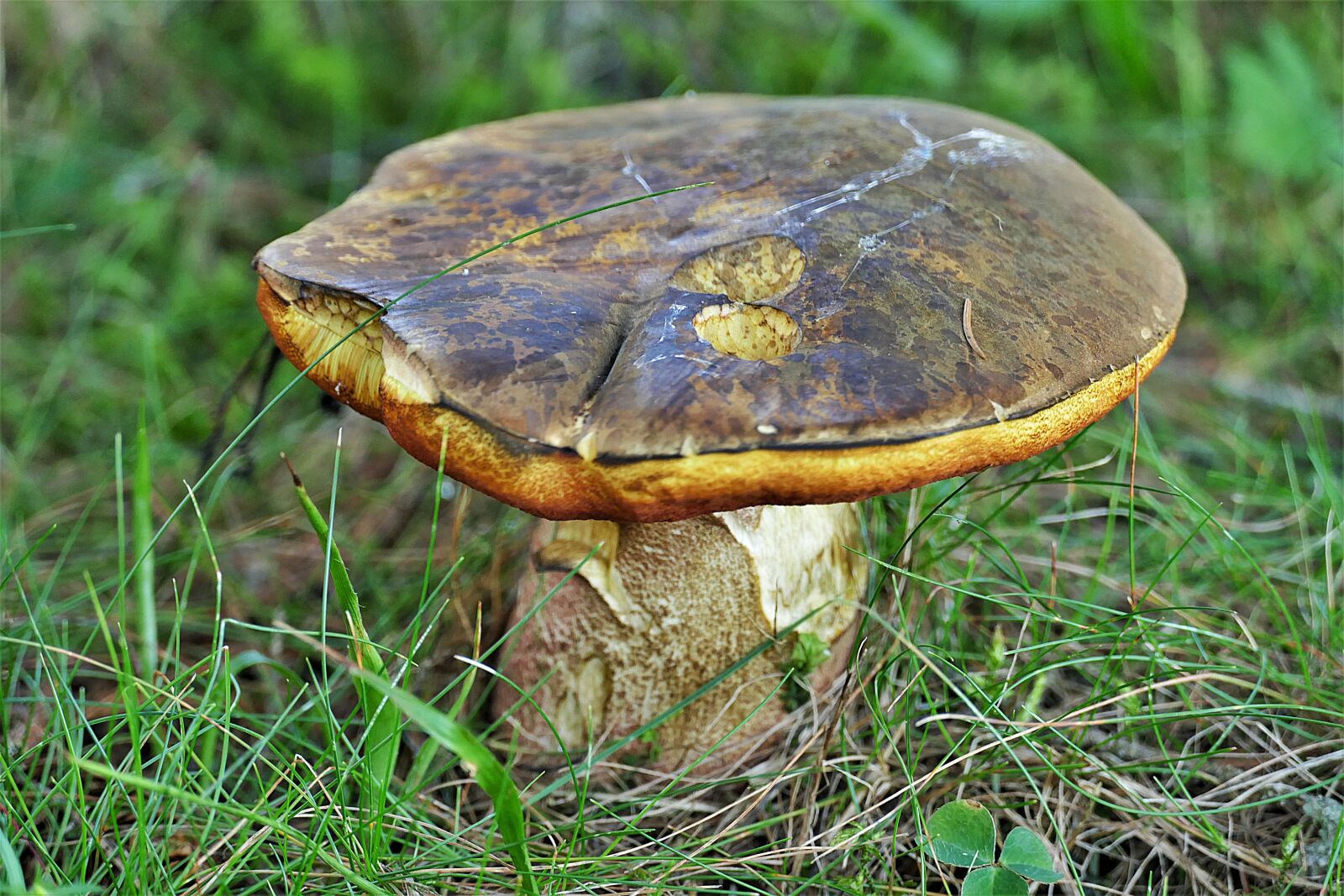 Panasonic Lumix DMC-FZ1000 sample photo. Mushroom, close up, forest photography