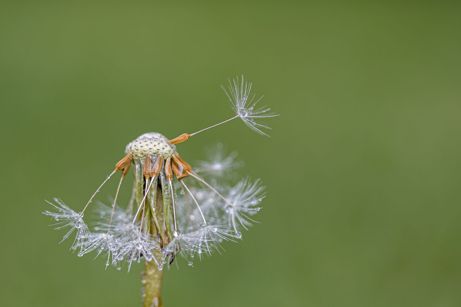 Canon EOS R sample photo. Dandelion, flying seeds, seeds photography