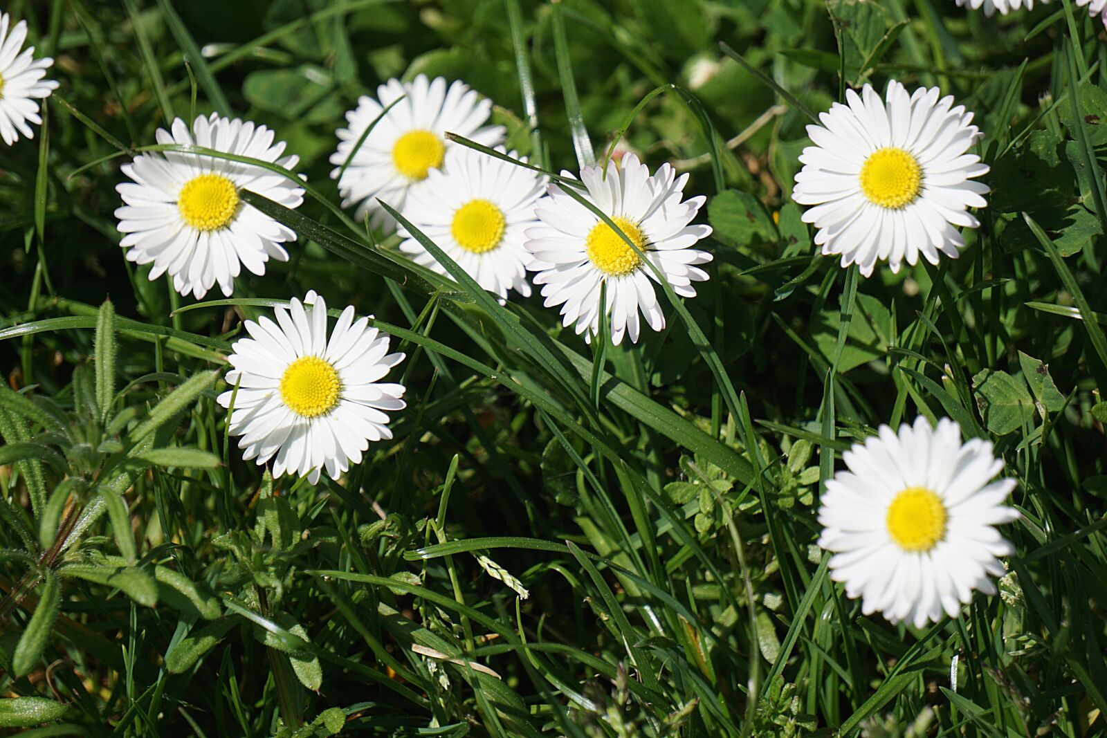Sony a6000 sample photo. Flowers, paqueretes, nature photography