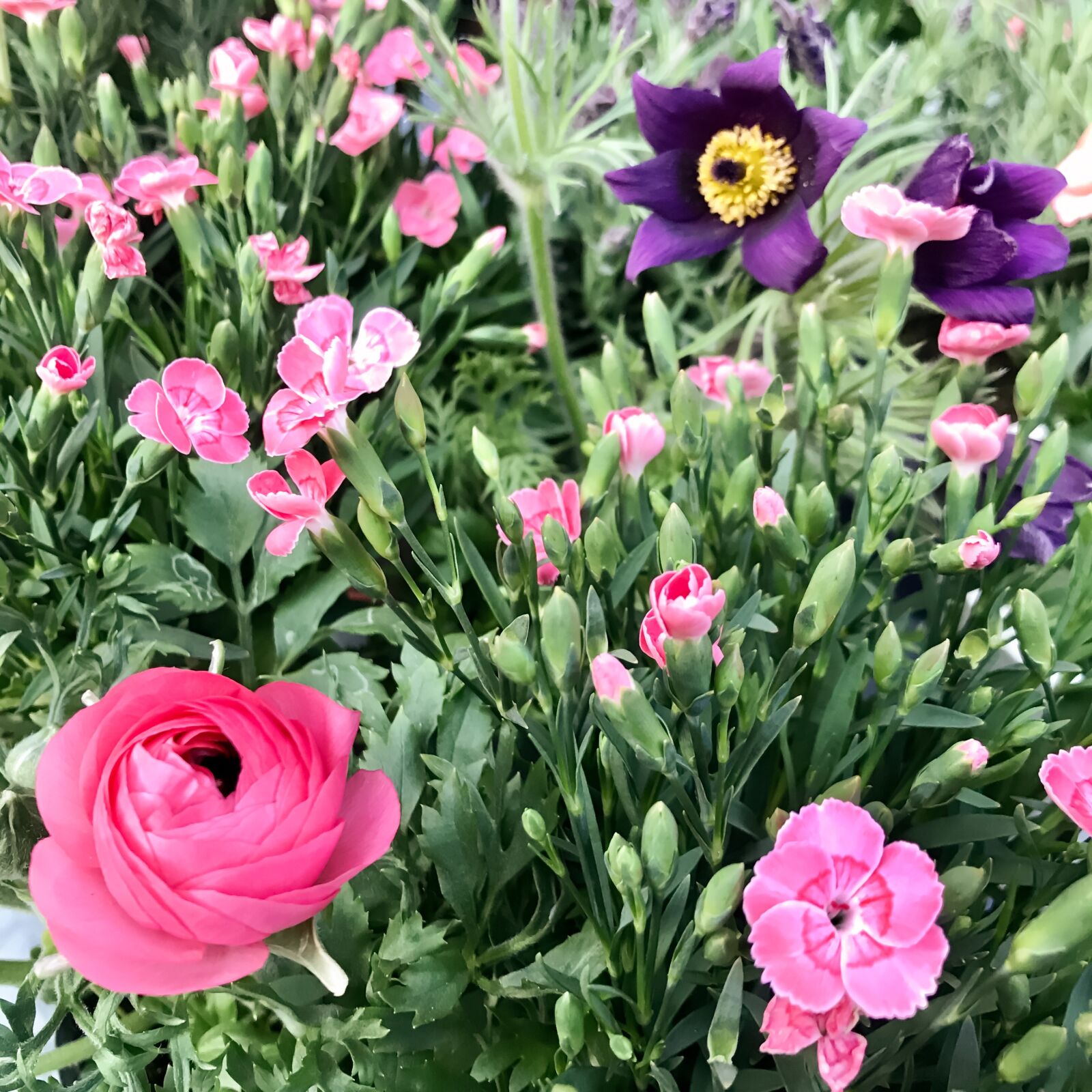 iPhone 7 back camera 3.99mm f/1.8 sample photo. Flowers, ranunkeln, cloves photography