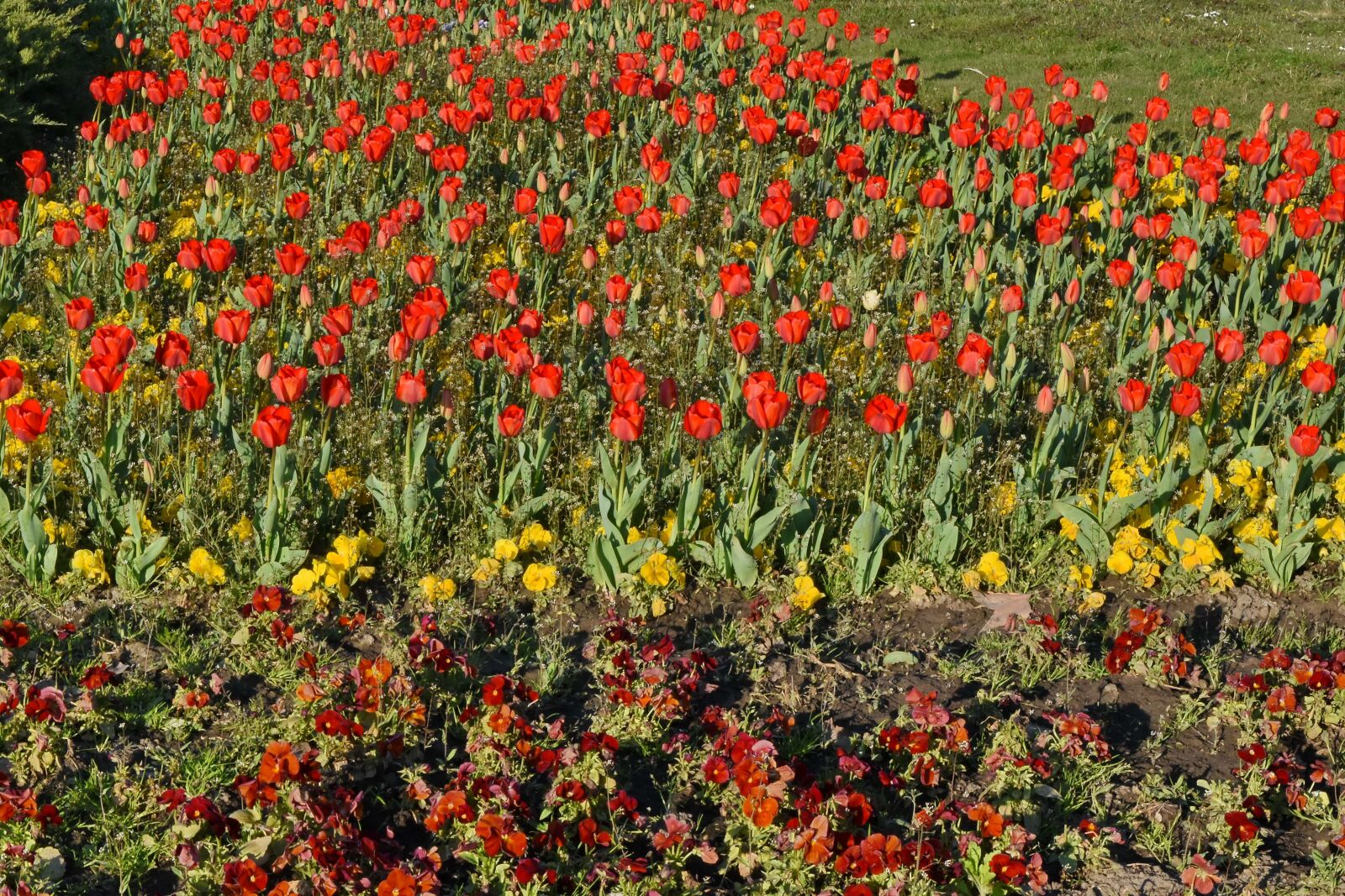 Nikon D5500 sample photo. Tulip, field, spring, blooming photography