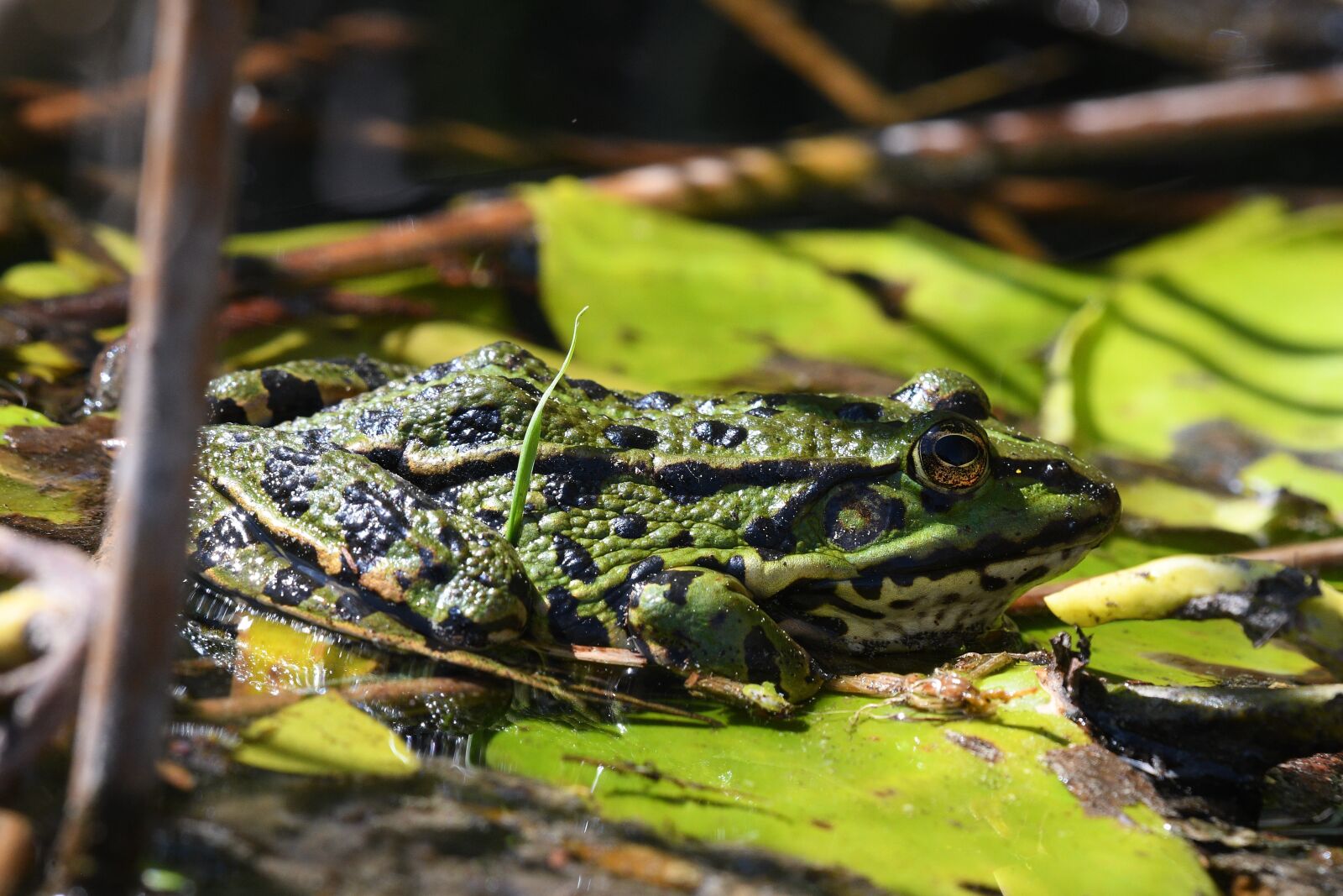 Nikon D500 sample photo. Frog, amphibian, nature photography