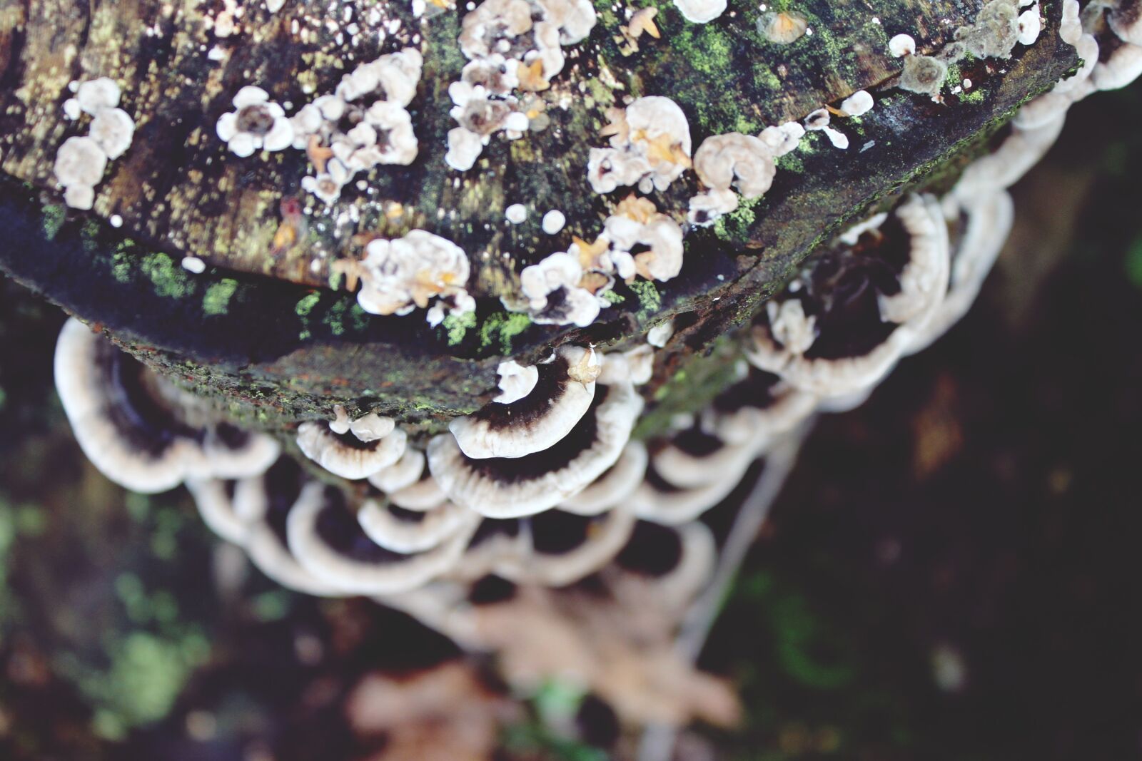 Canon EOS 1200D (EOS Rebel T5 / EOS Kiss X70 / EOS Hi) sample photo. Mushroom, tree fungus, tree photography