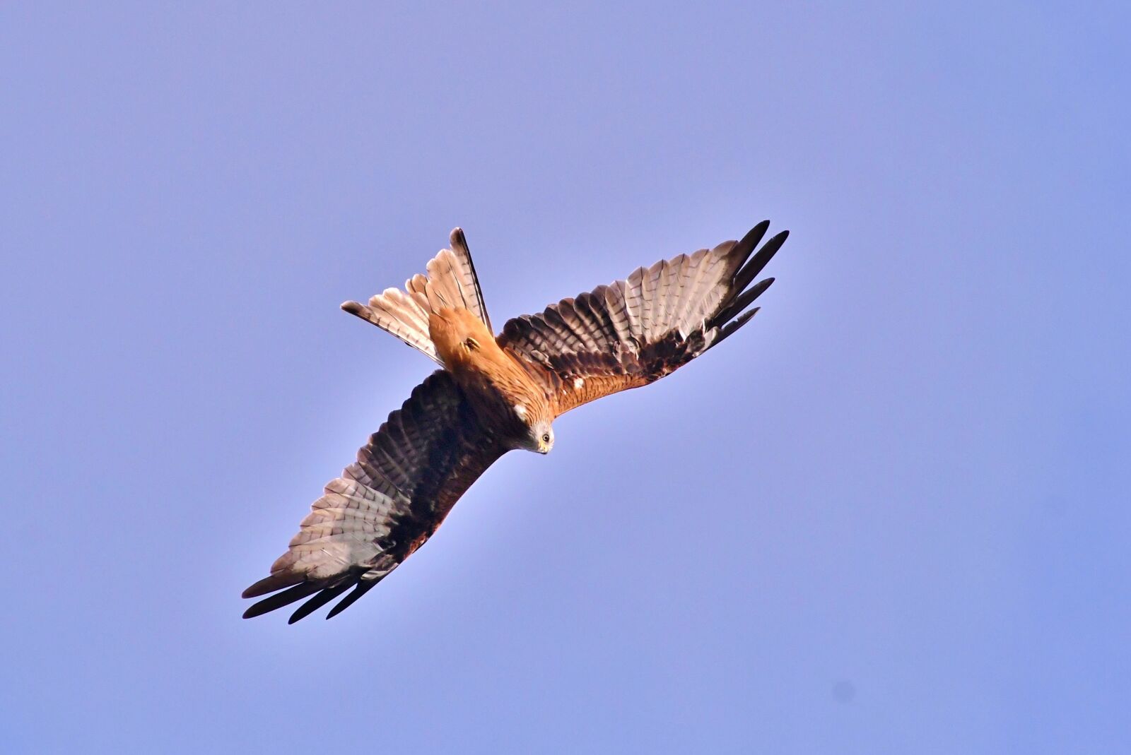 Nikon D500 sample photo. Red kite, bird of photography