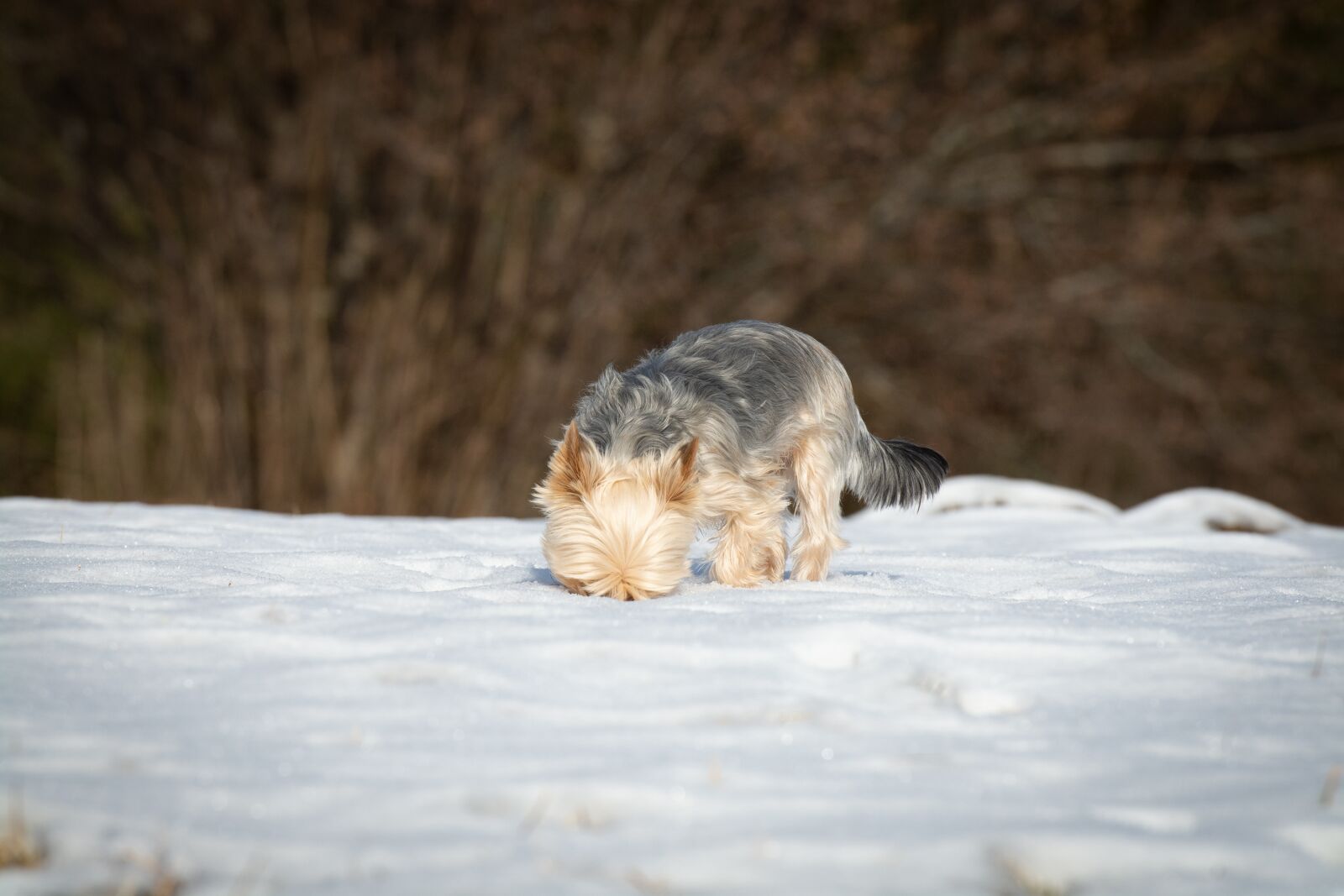 Nikon D7100 sample photo. Dog, sniffing, smell photography