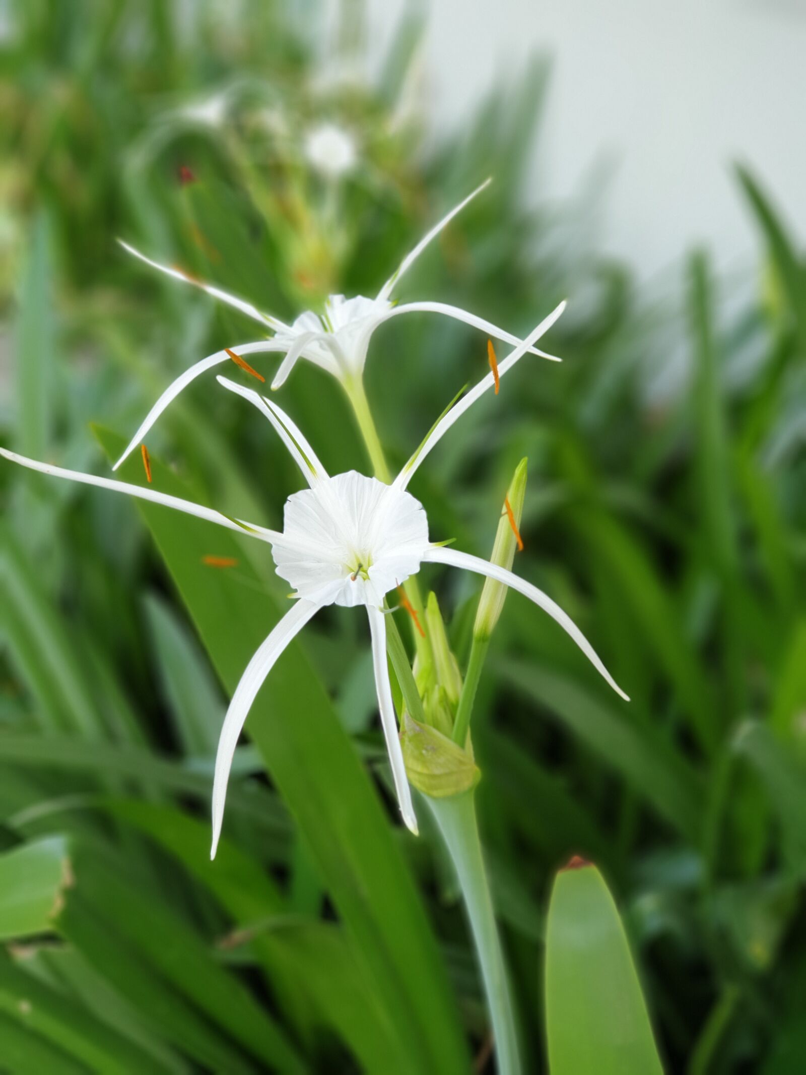Samsung Galaxy Note9 sample photo. Green, flower, the leaves photography