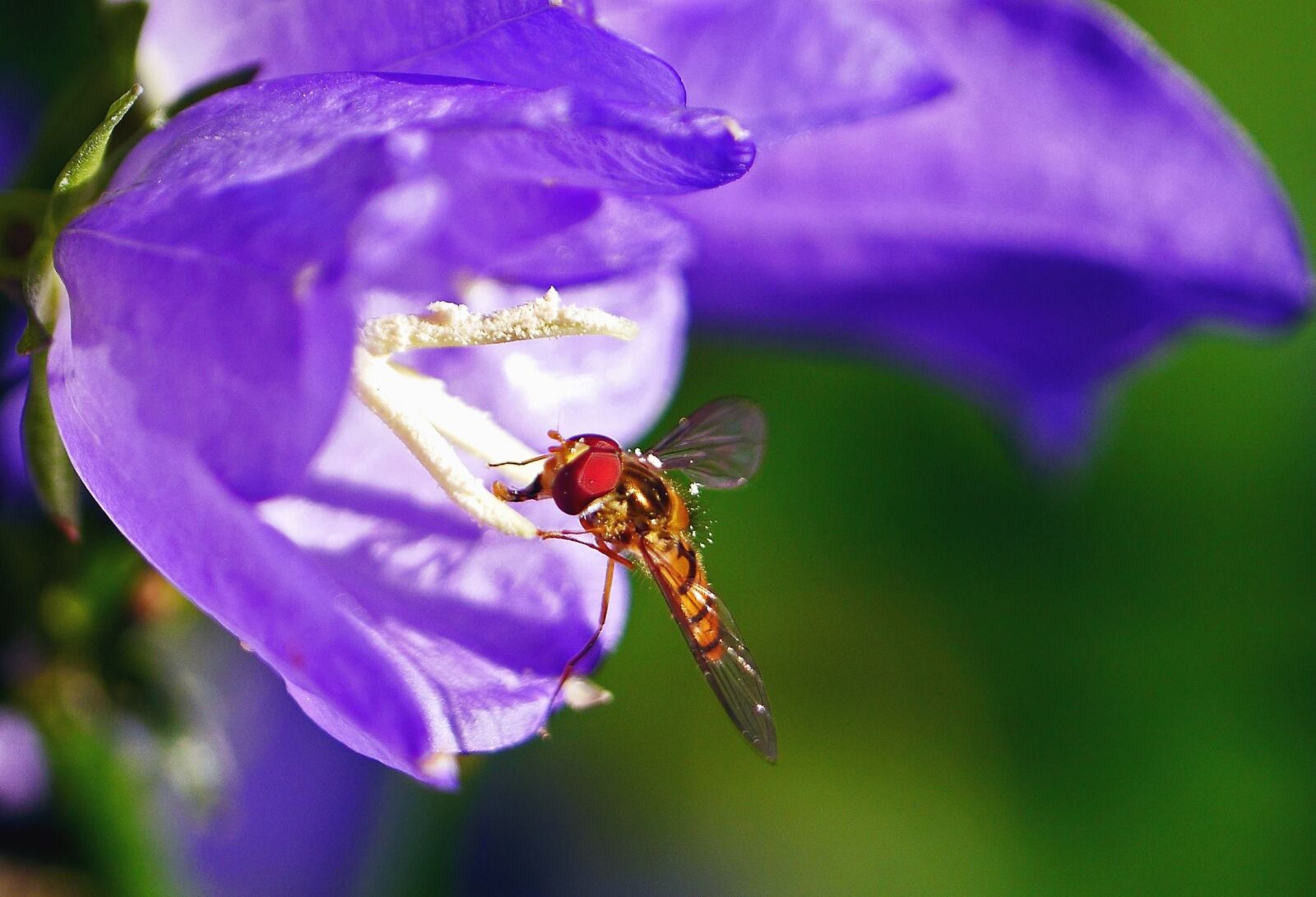 Panasonic Lumix DMC-GH3 sample photo. Dragonfly, insect, purple, flower photography