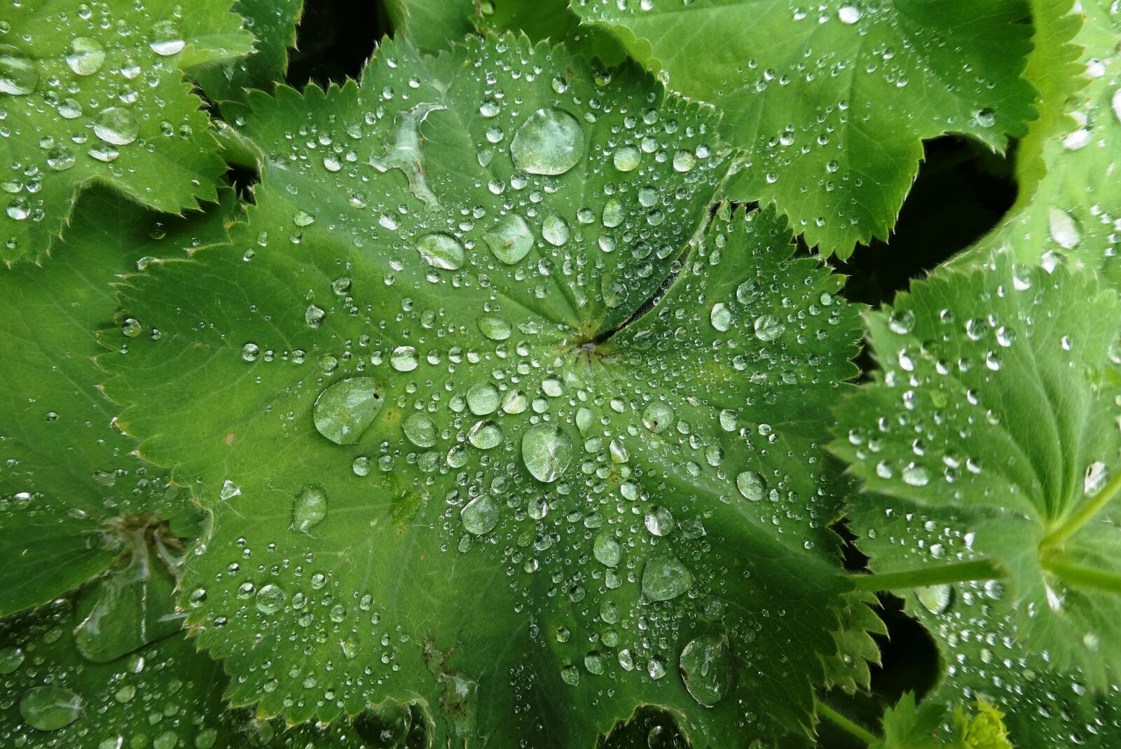 Panasonic Lumix DC-ZS70 (Lumix DC-TZ90) sample photo. Vrouwenmantel, alchemilla mollis, tuinvrouwenmantel photography