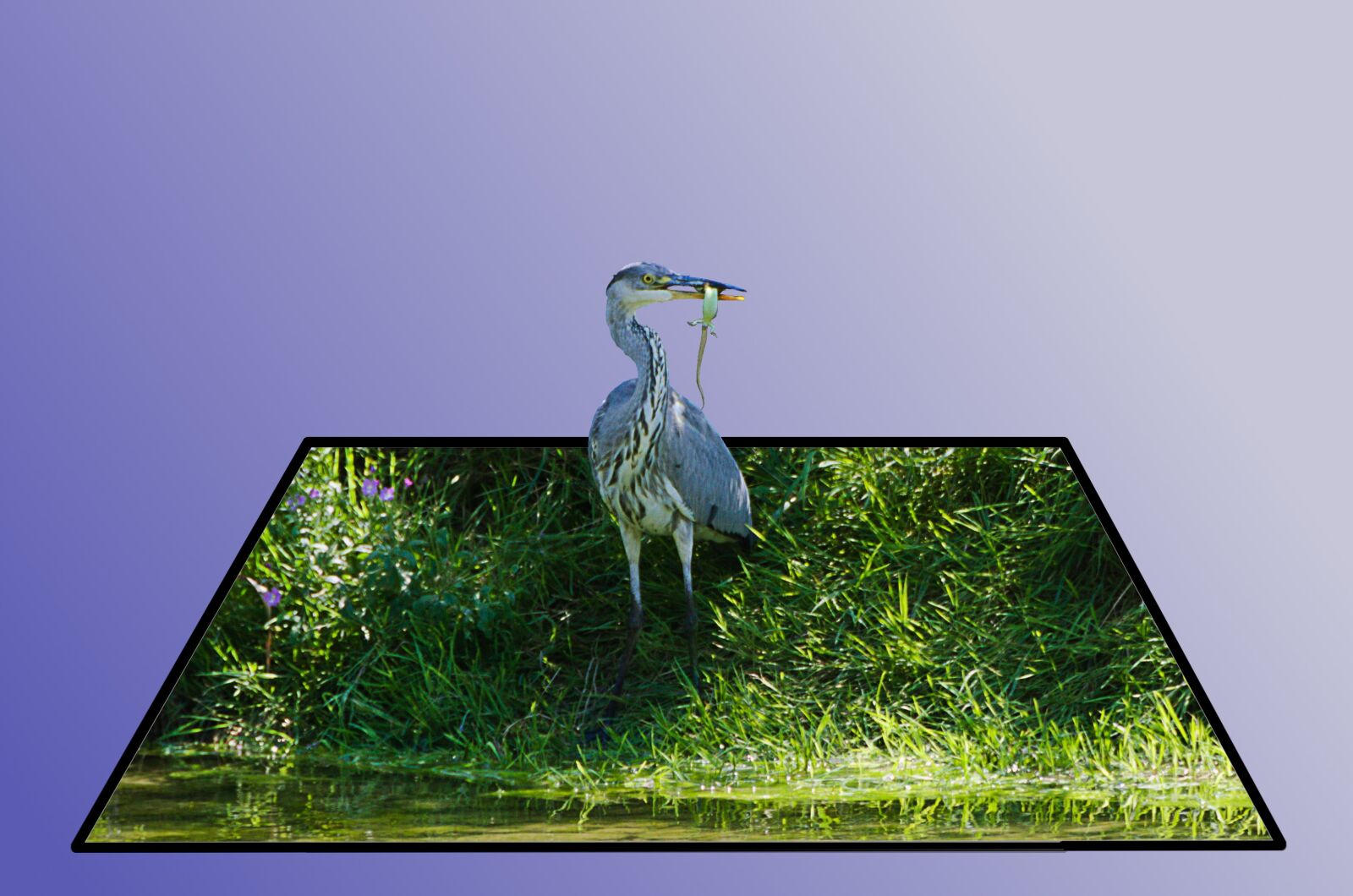 Nikon D7000 sample photo. Grass, bird, nature photography